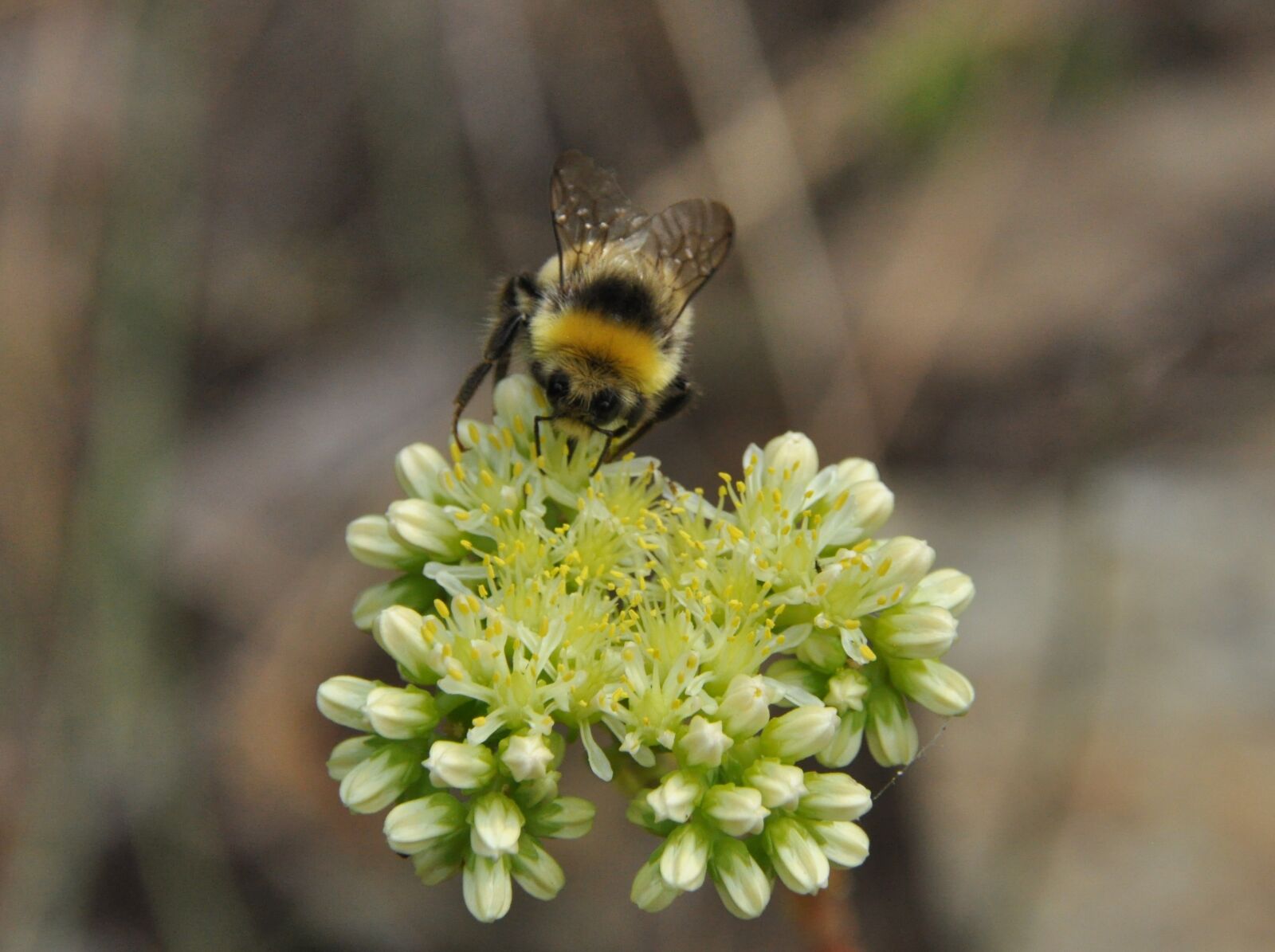 Nikon D90 sample photo. Insect, forage, flower photography