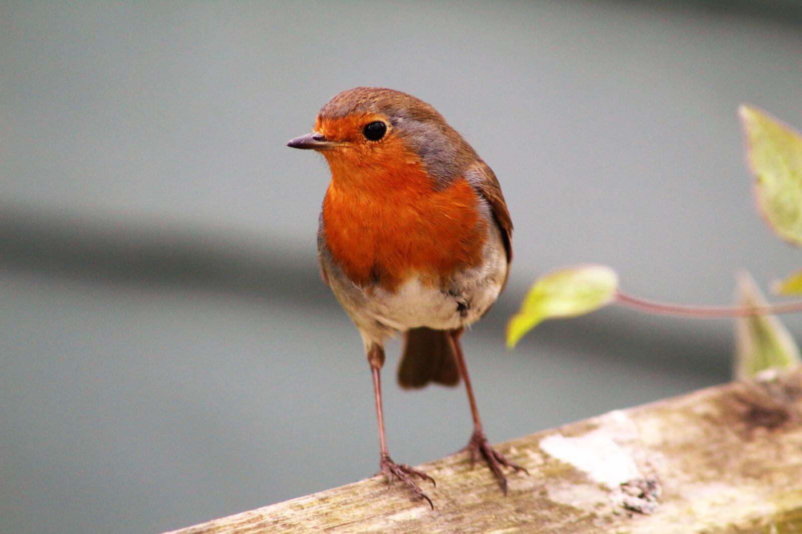 Canon EF75-300mm f/4-5.6 sample photo. Bird, wildlife, nature photography