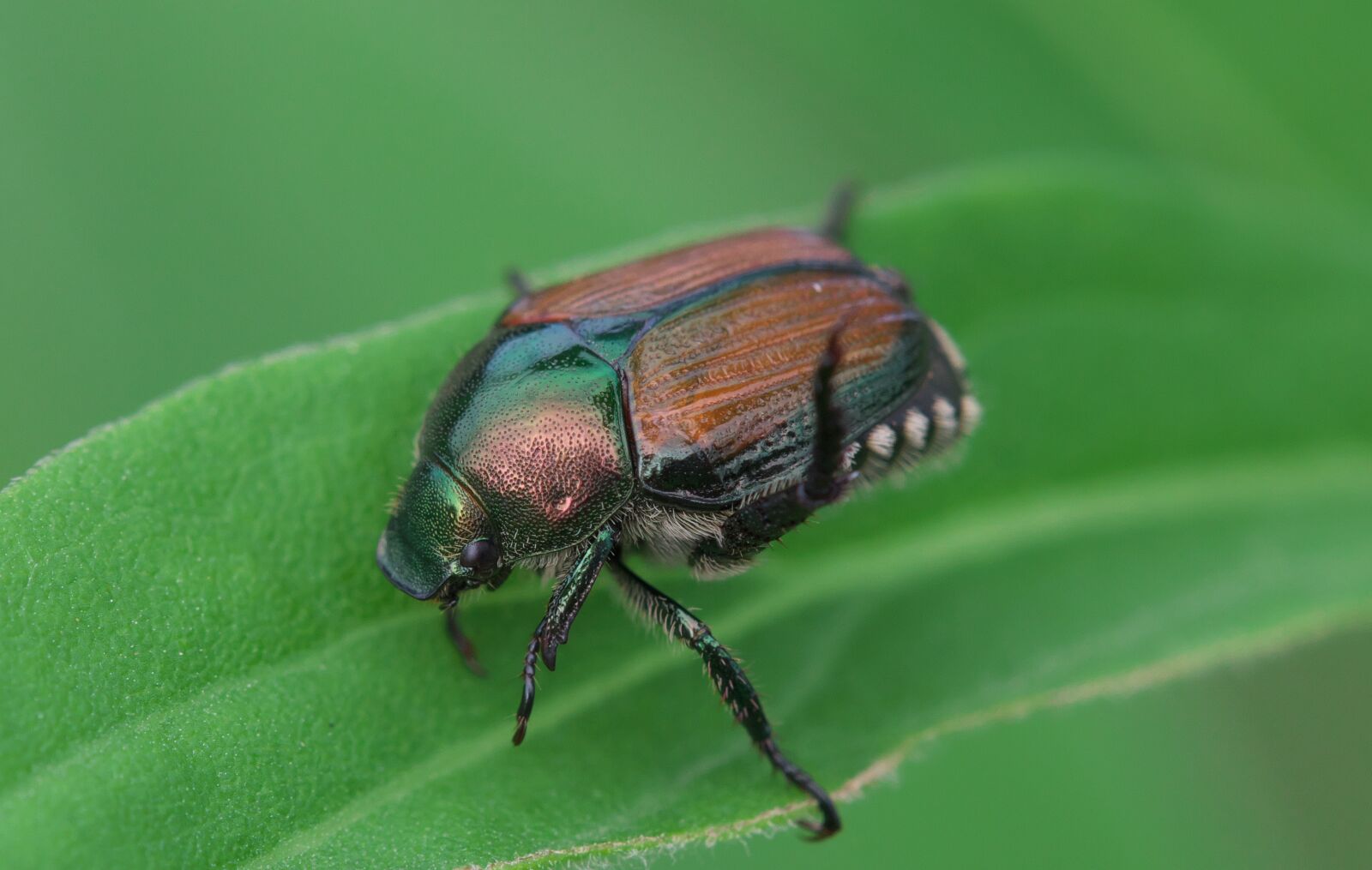 Canon EOS 70D sample photo. Japanese beetle, beetles, insect photography