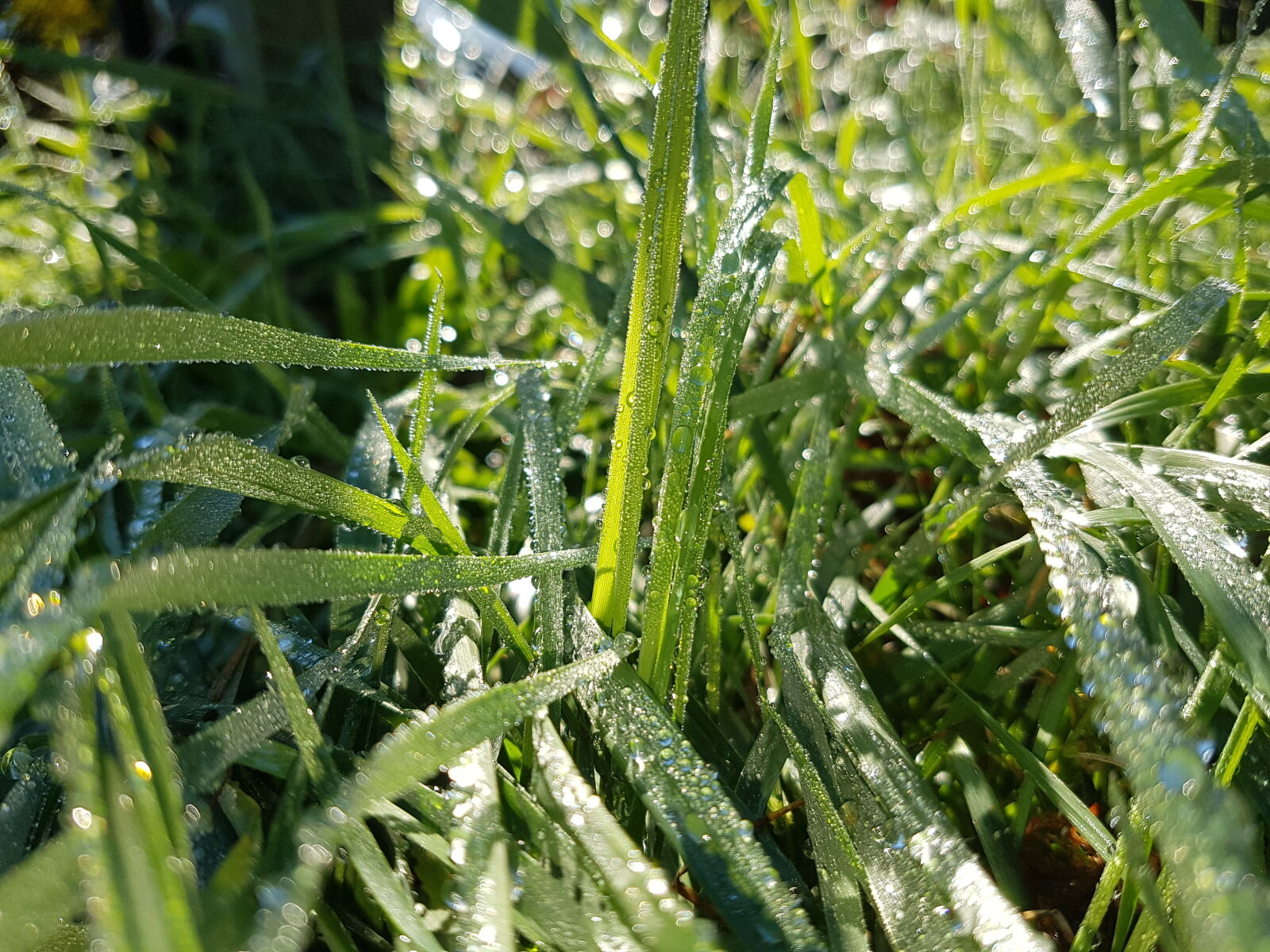 Samsung Galaxy S7 Edge sample photo