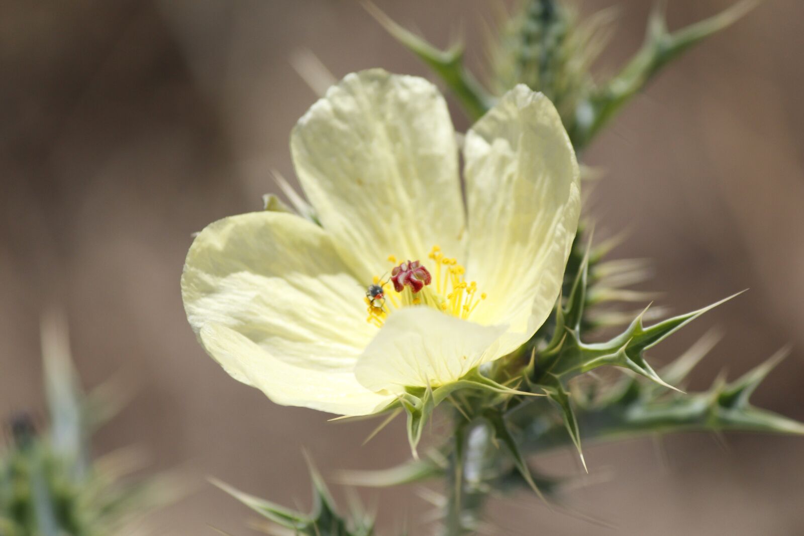 Canon EOS 700D (EOS Rebel T5i / EOS Kiss X7i) sample photo. Flower, yellow, thorns photography