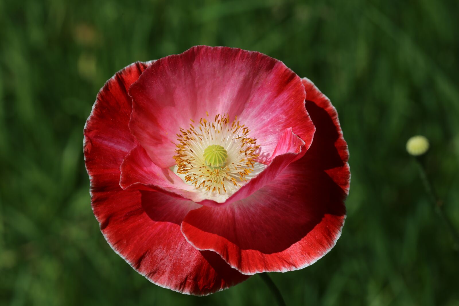 Canon EOS 6D sample photo. Poppy, outdoor, nature photography