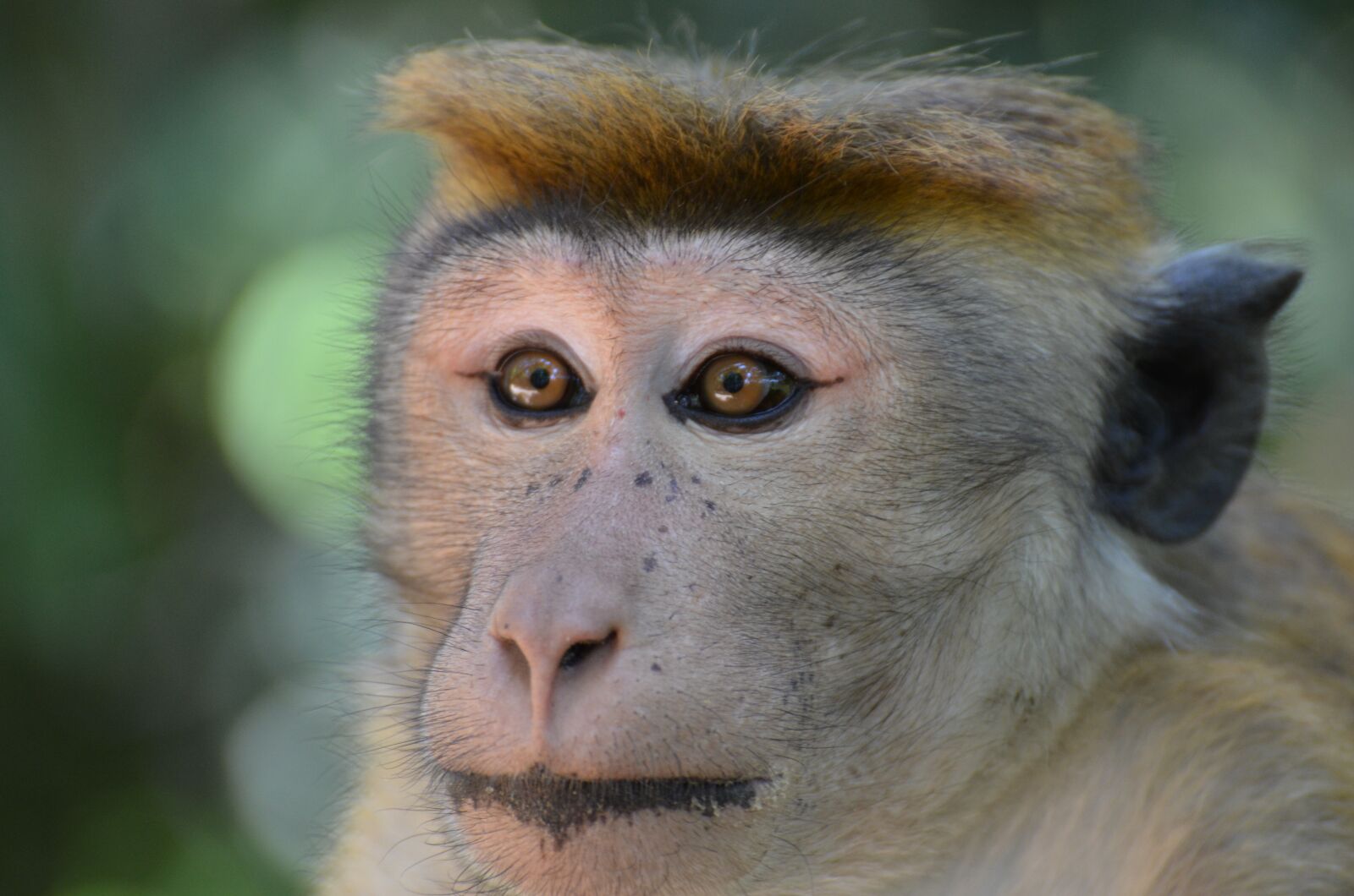 Nikon D7000 sample photo. Monkey, face, animal photography