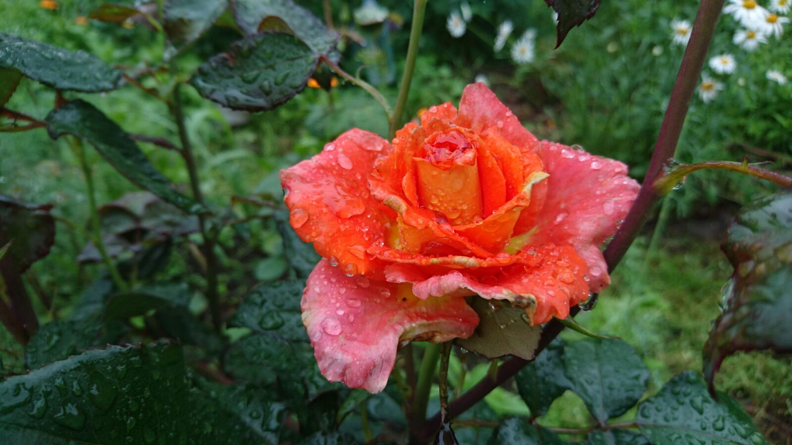 Sony Xperia Z5 Compact sample photo. Rose, flower, rain photography