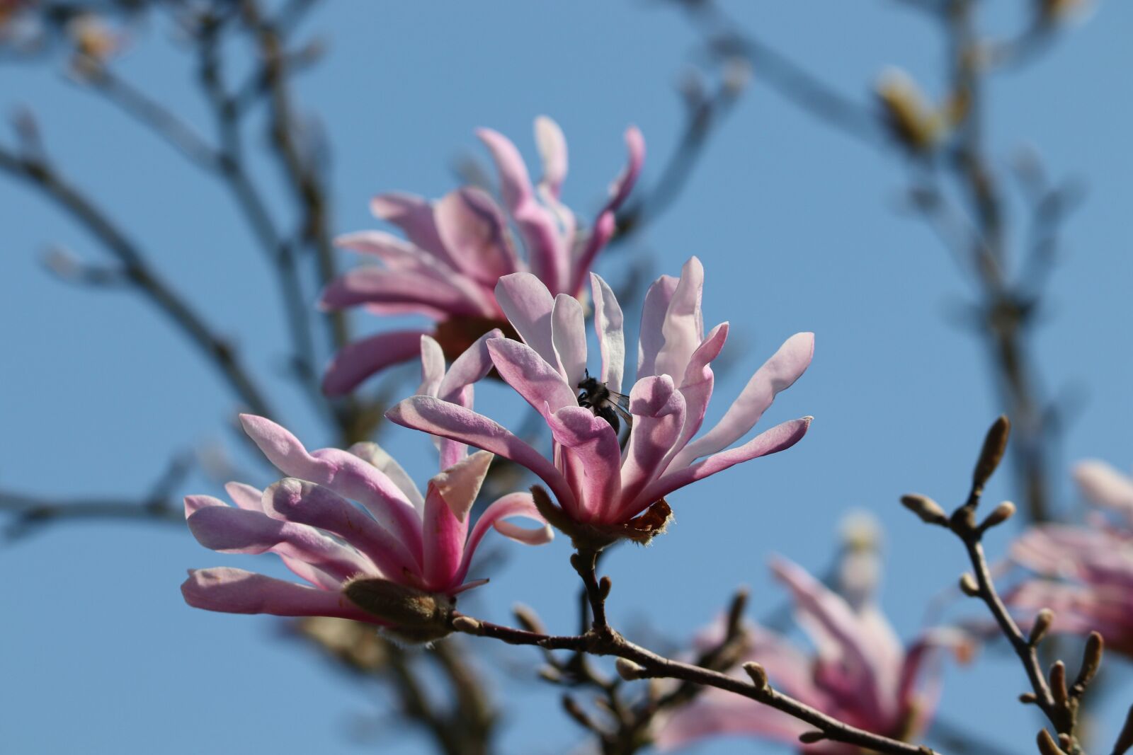 Canon EOS 200D (EOS Rebel SL2 / EOS Kiss X9) sample photo. Magnolia, white, pink photography