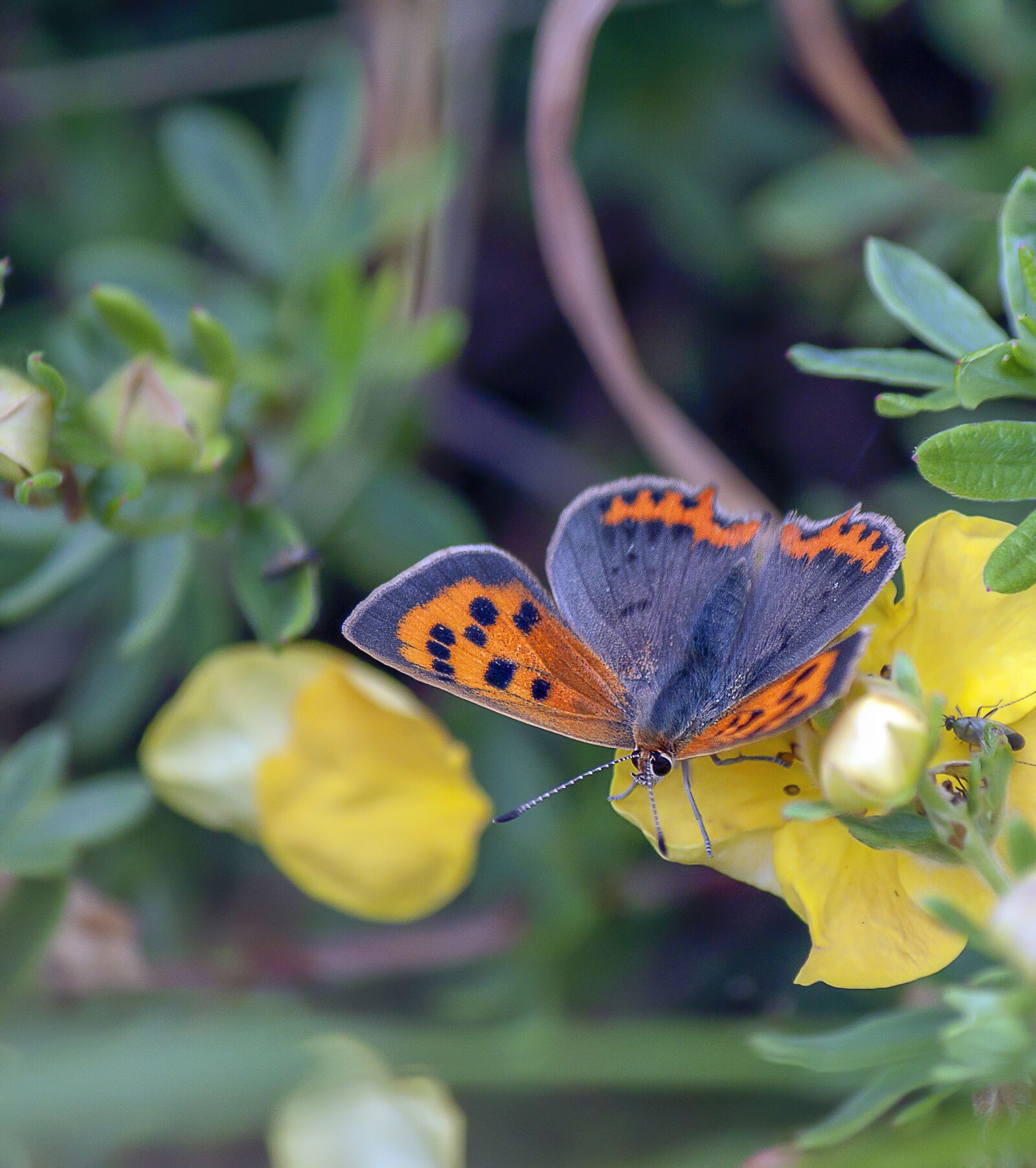 Canon EOS 500D (EOS Rebel T1i / EOS Kiss X3) + Canon EF-S 55-250mm F4-5.6 IS sample photo. Small copper, butterfly, wings photography
