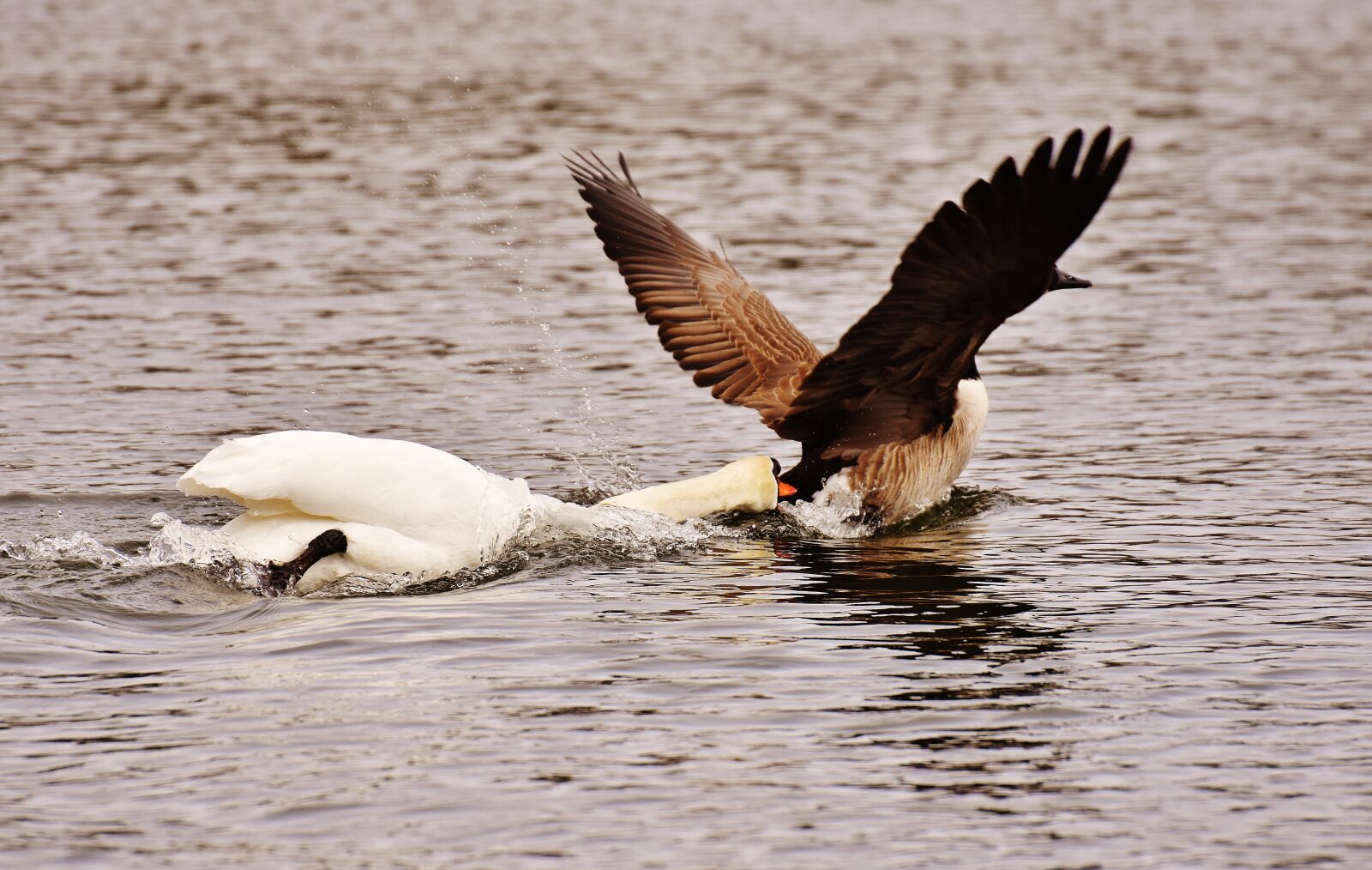 Nikon D7200 sample photo. Swan, bite, wild goose photography