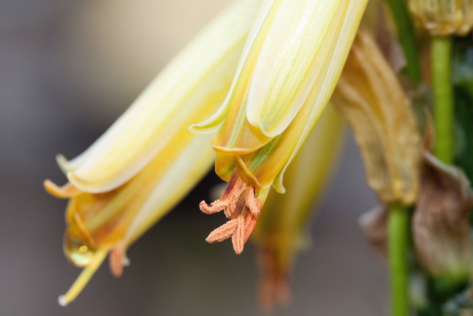 Canon EOS 50D sample photo. Flowers, plant, tender photography