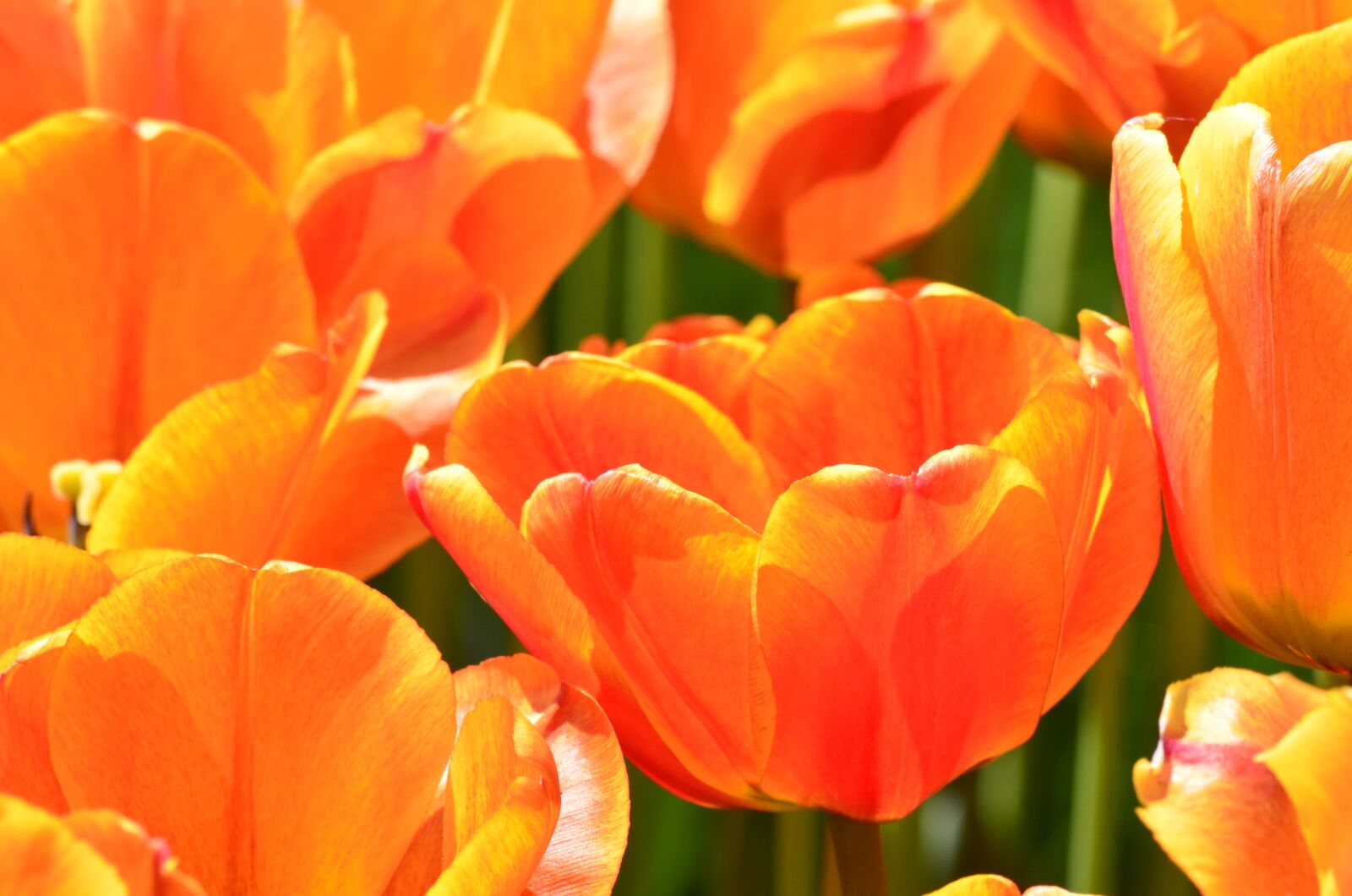 Nikon D5100 sample photo. Tulip, flower, orange photography