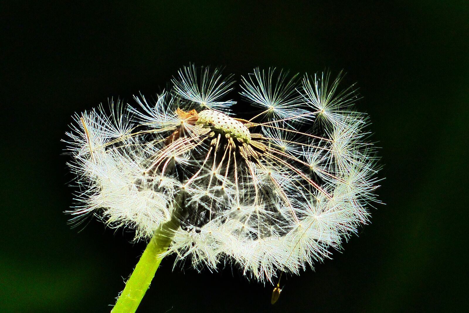 Panasonic Lumix DMC-FZ200 sample photo. Nature, dandelion, plant photography