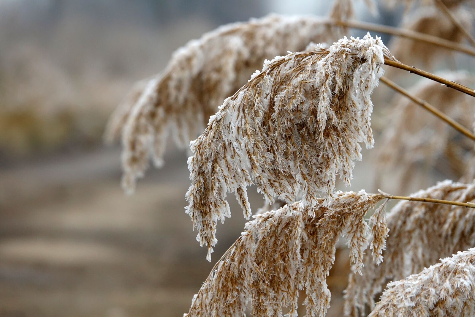 Sony Cyber-shot DSC-RX10 III sample photo. Nature, winter, cold photography
