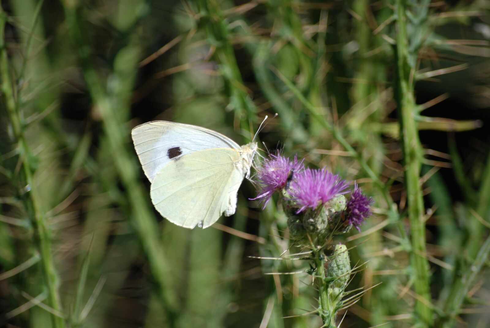 Nikon D80 sample photo. Butterfly, thorn, flower photography