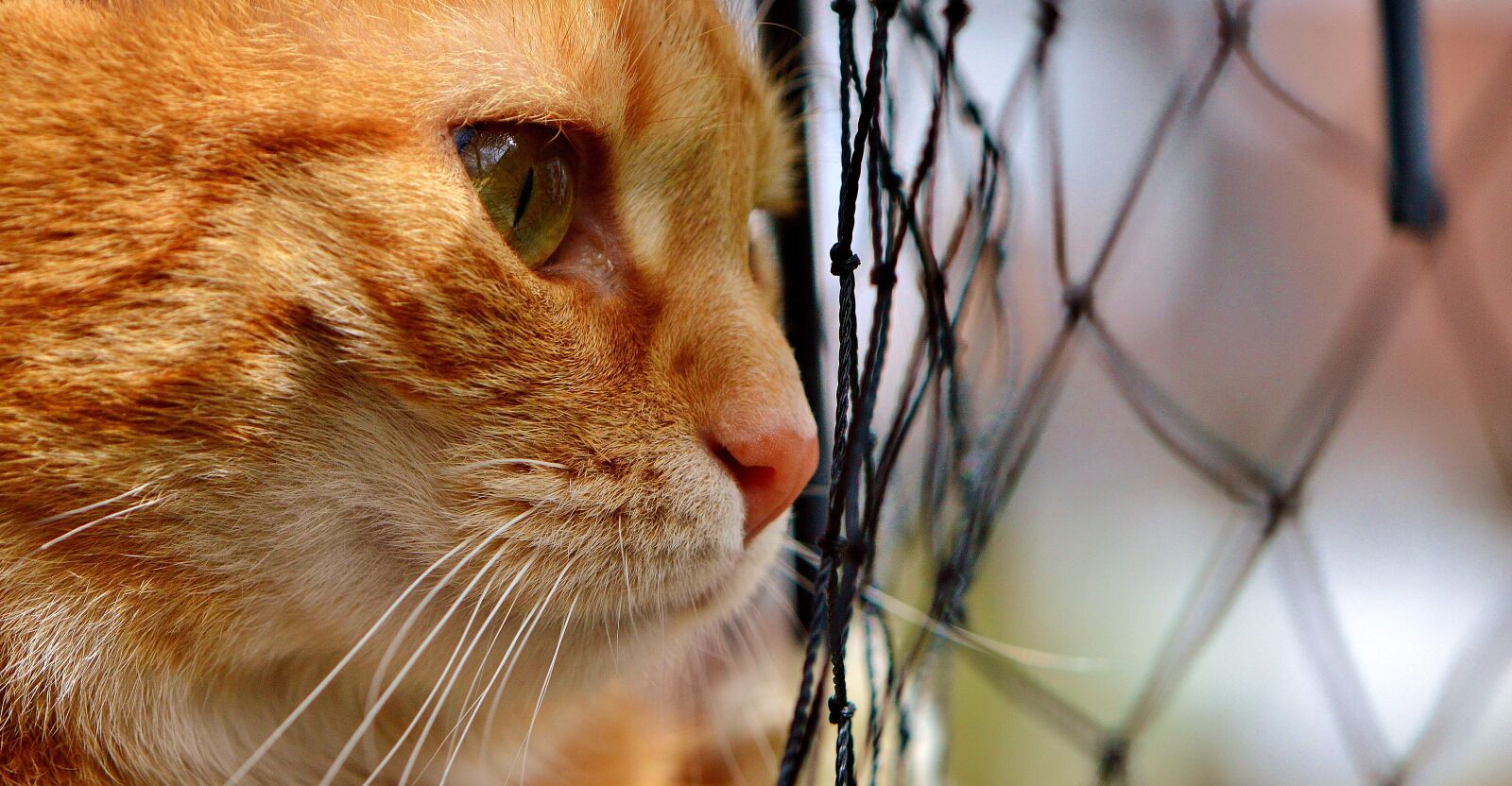 Nikon D3200 sample photo. Cat, mackerel, longing photography