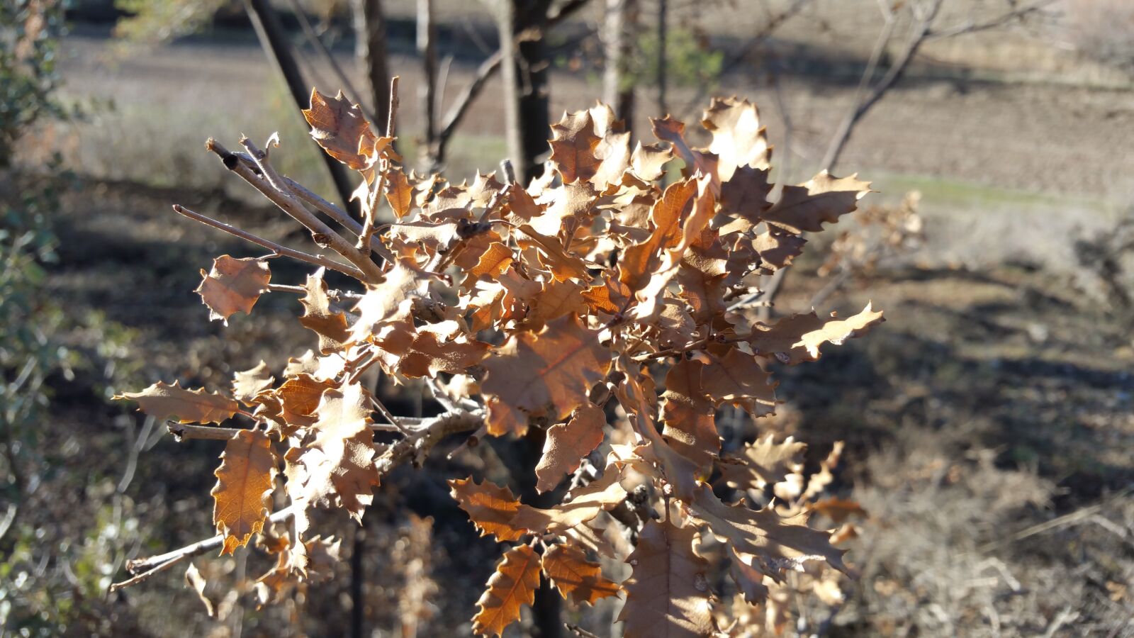 Samsung Galaxy Note4 sample photo. Autumn, tree, leaves photography