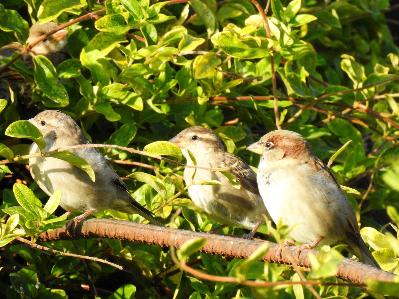 Nikon Coolpix P900 sample photo. Birds, nature, sparrows photography