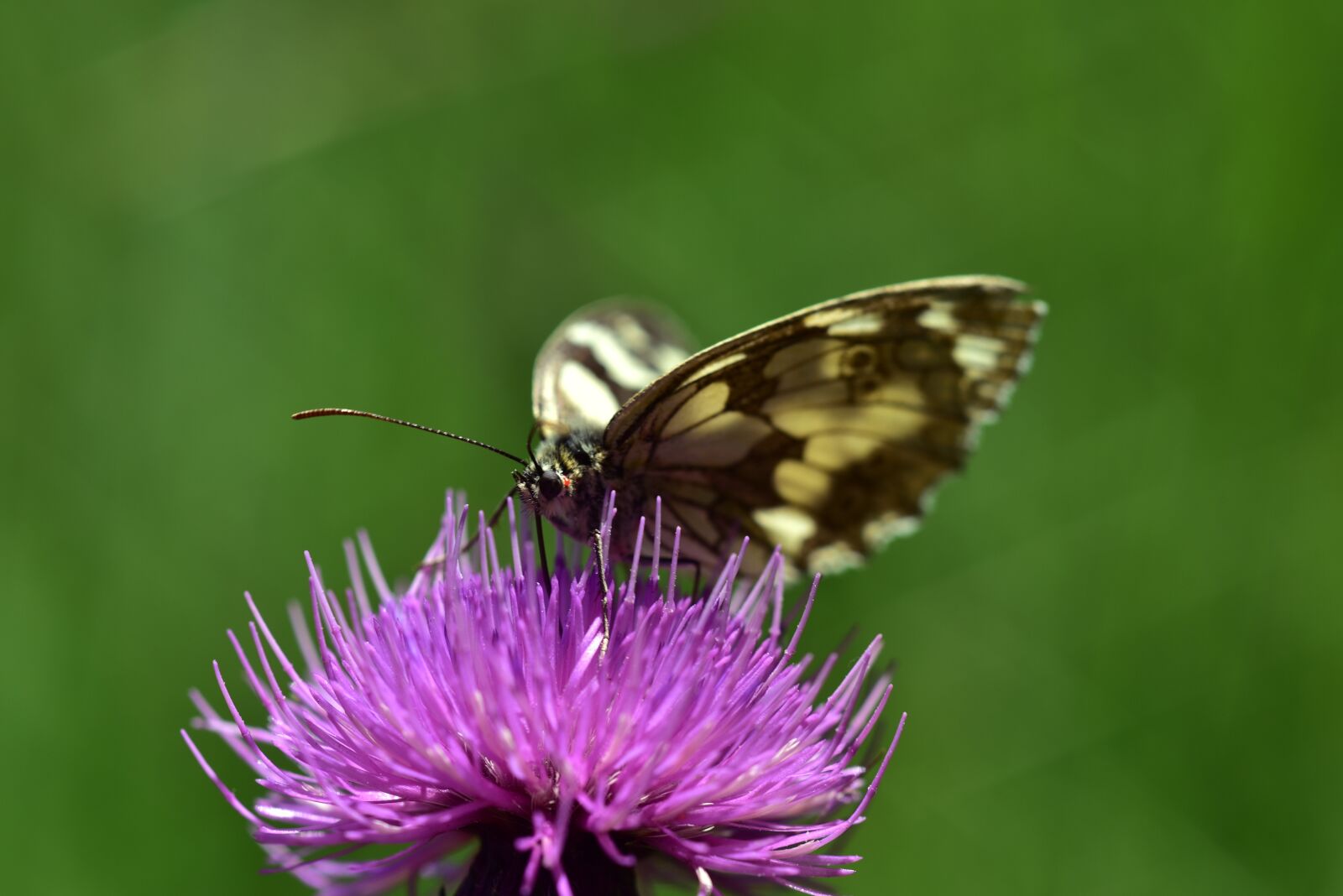 Nikon D750 sample photo. Butterfly, insect, nature photography