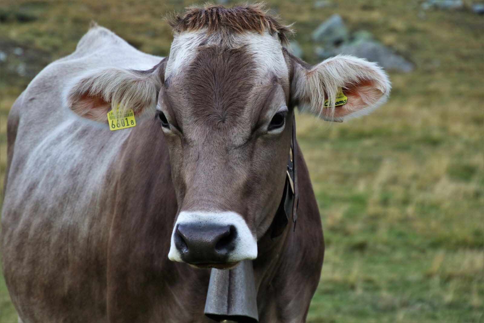Canon EOS 80D sample photo. Alpine, cow, grazing photography