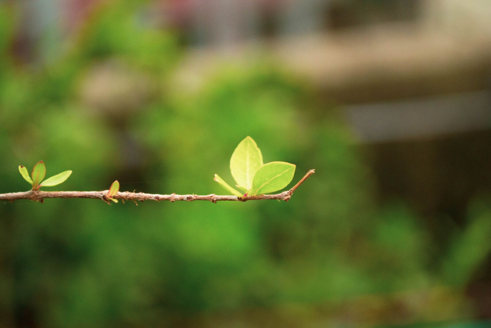 Nikon D3100 sample photo. Plants, garden, nature photography
