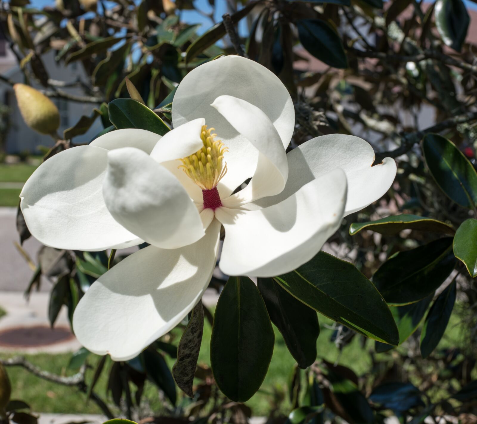 Sony Cyber-shot DSC-RX1R II + 35mm F2.0 sample photo. Magnolia, close up, flower photography