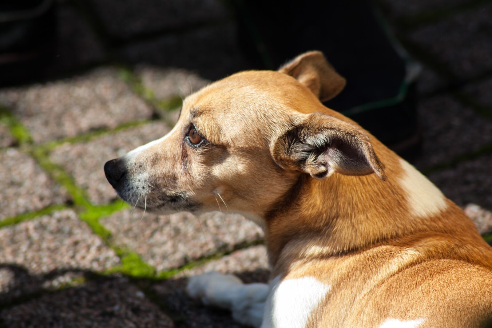 Canon EOS 5D Mark II sample photo. Pet, dog, dogs photography