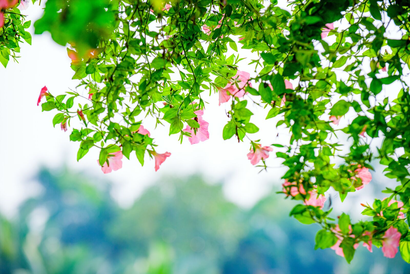 Nikon D810 sample photo. Flower, nest workshop, tree photography