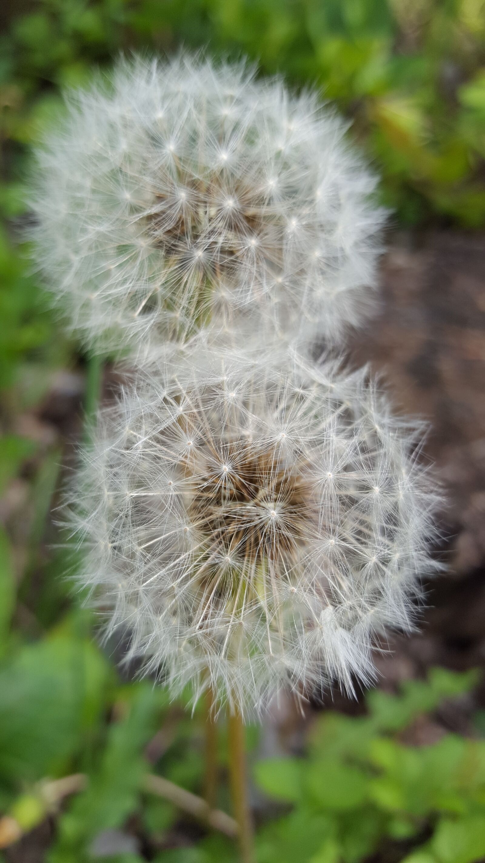Samsung GALAXY S6 edge sample photo. Dandelion, blossom, bloom photography
