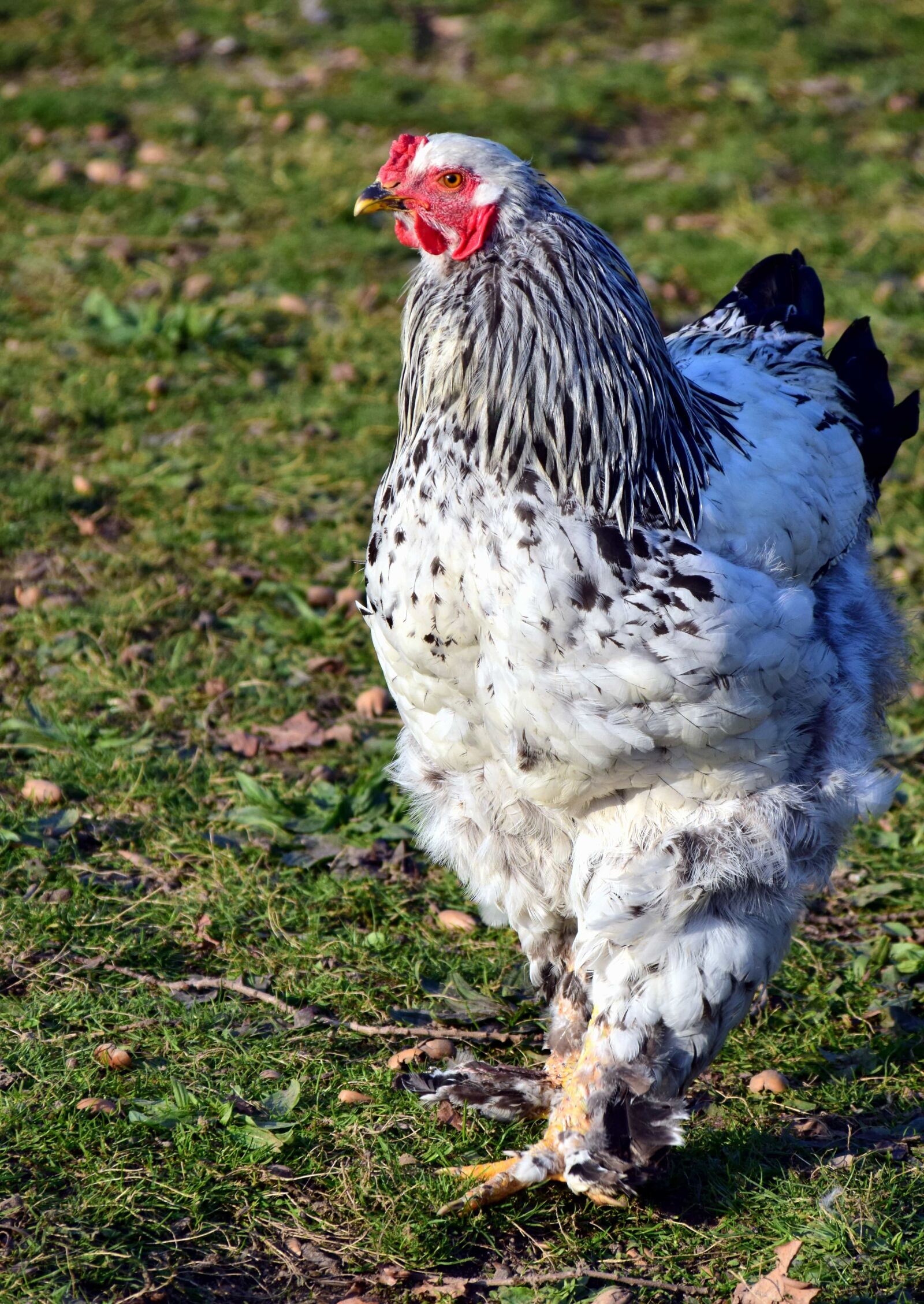 Nikon D3300 sample photo. Nature, poultry, feather, hen photography
