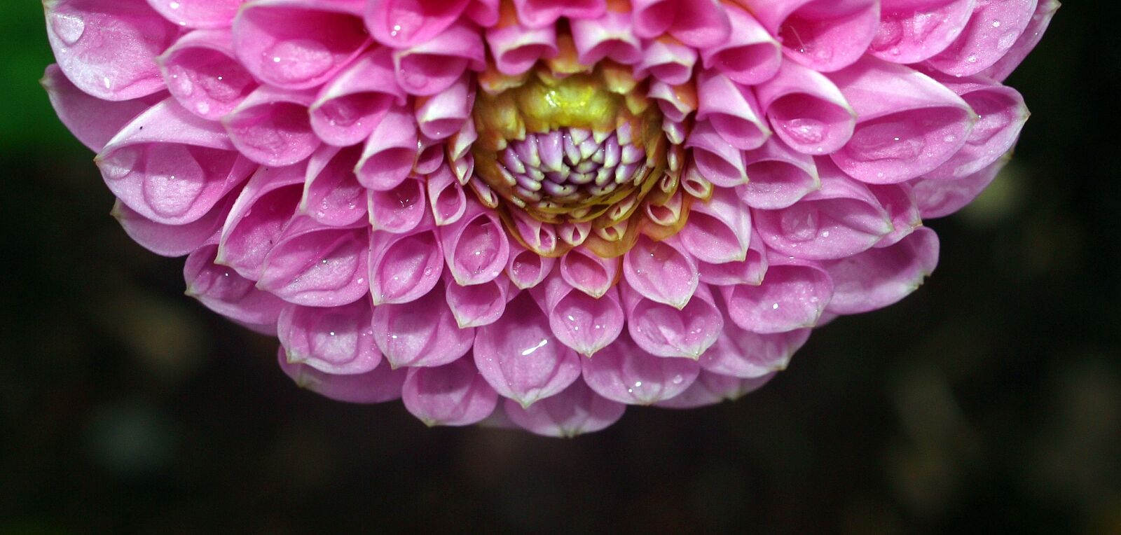 Olympus E-520 (EVOLT E-520) sample photo. Flower, nature, flora photography