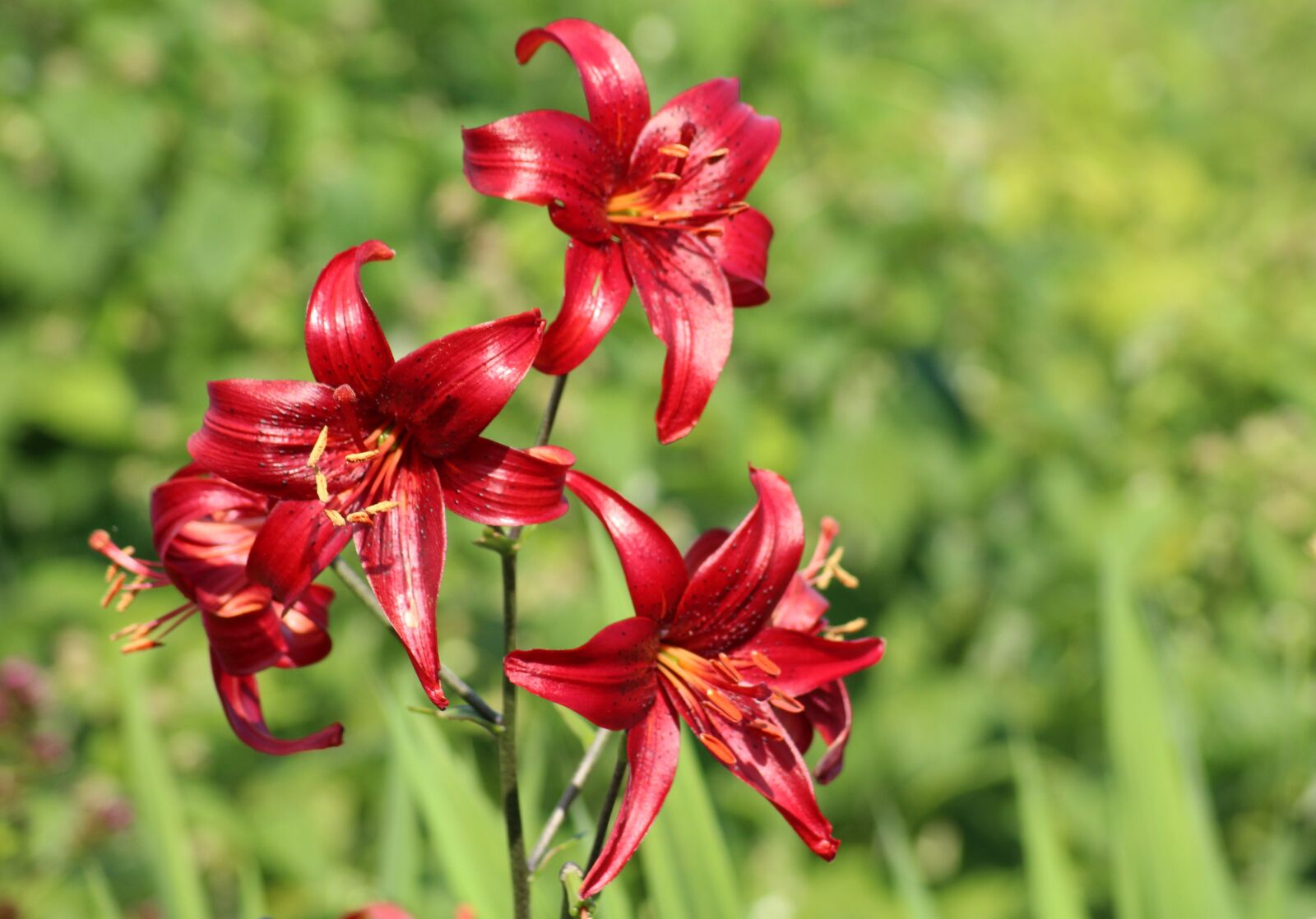 Canon EOS 1200D (EOS Rebel T5 / EOS Kiss X70 / EOS Hi) sample photo. Lilies, flowers, purple photography