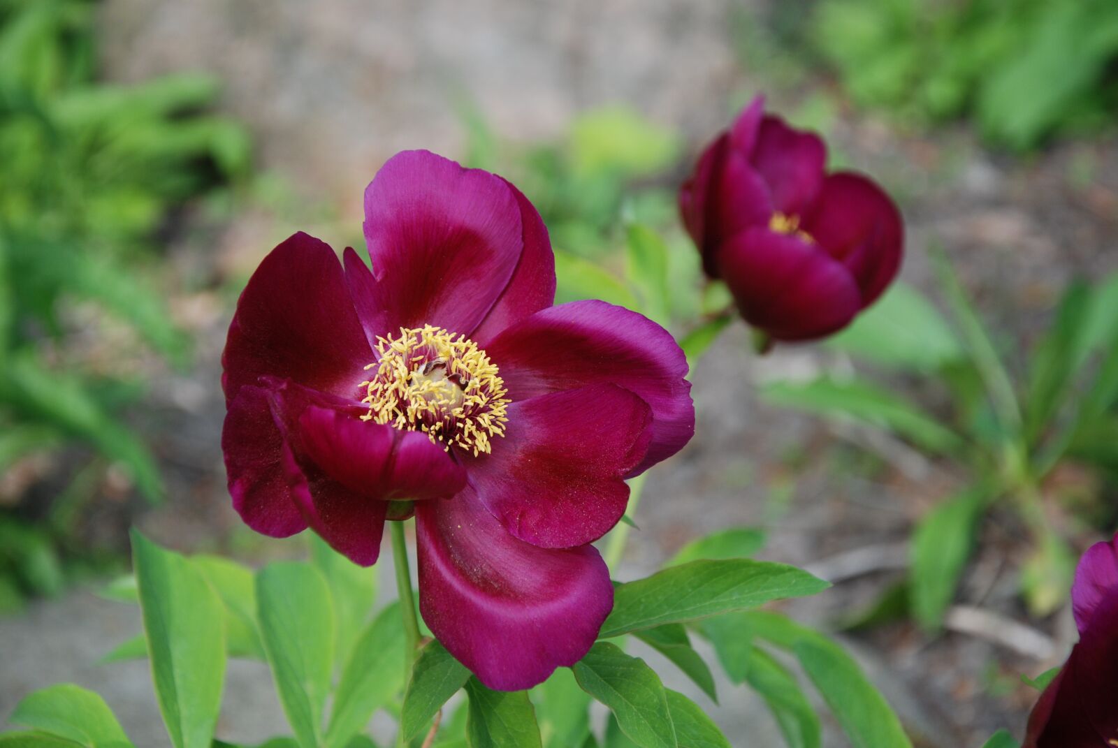Nikon D80 sample photo. Peony, spring, flower photography