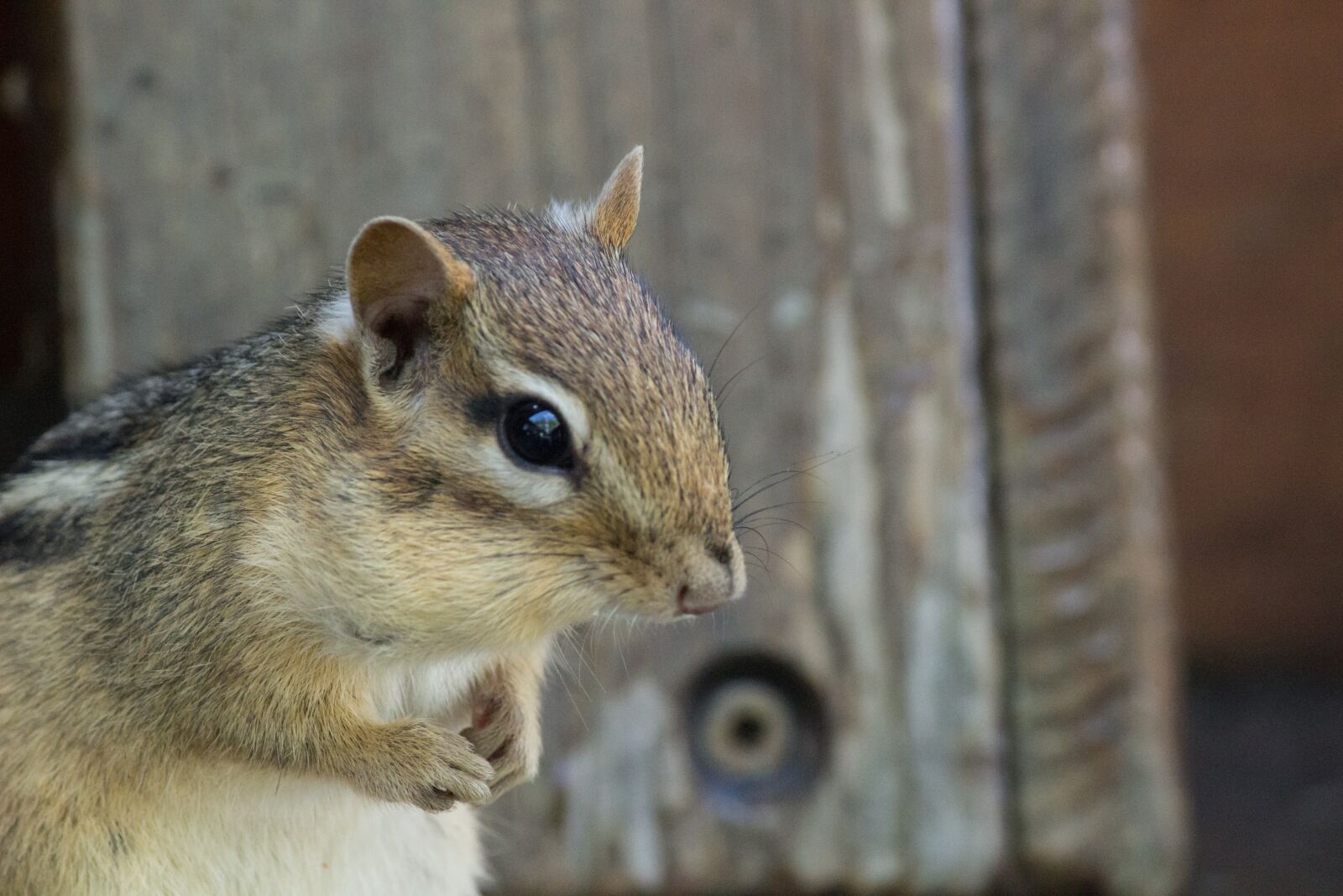 Canon EOS 600D (Rebel EOS T3i / EOS Kiss X5) sample photo. Chipmunk, wildlife, deck photography