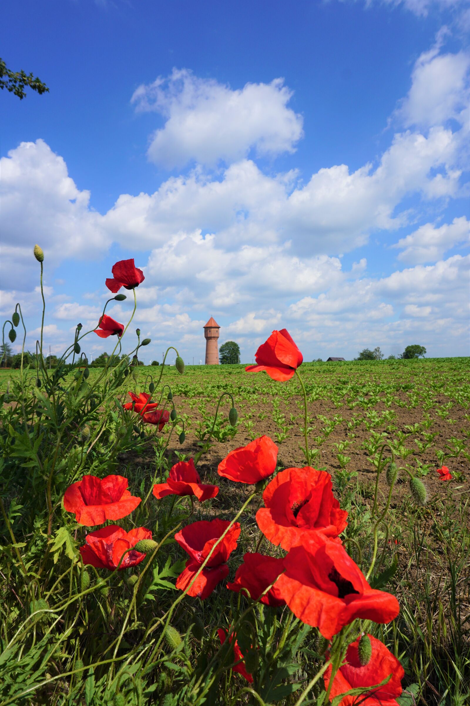 Sony a6000 sample photo. Poppy, field, nature photography