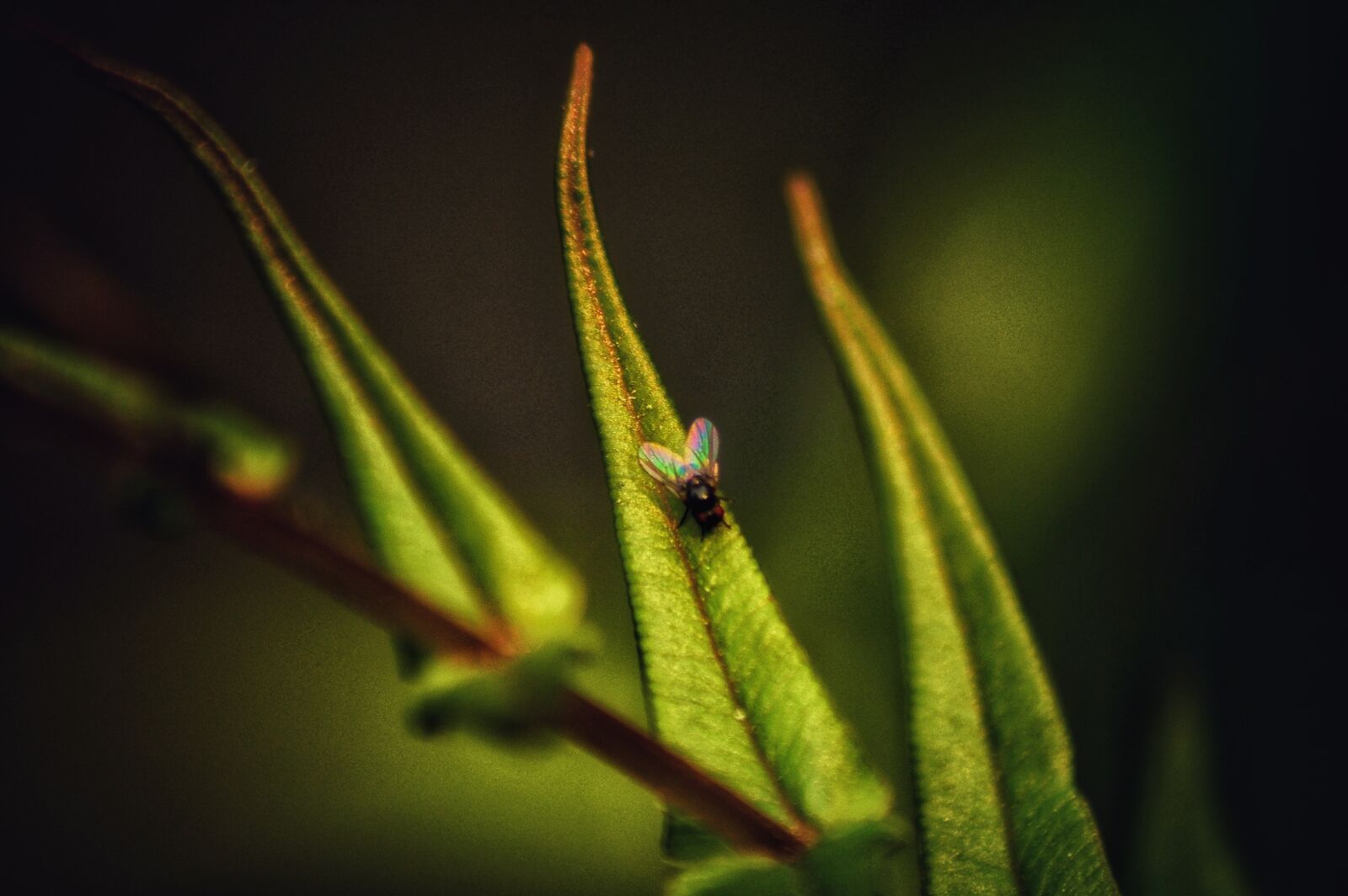 Nikon D5100 sample photo. Mushroom leaf, bee, leaf photography