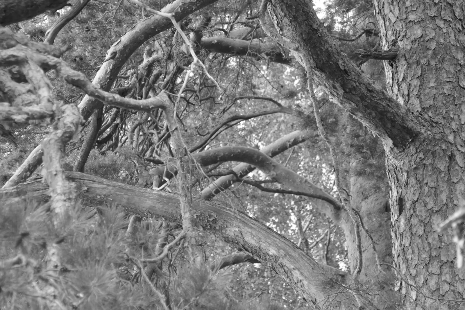 Panasonic Lumix DMC-ZS100 (Lumix DMC-TZ100) sample photo. Black, and, white, branches photography