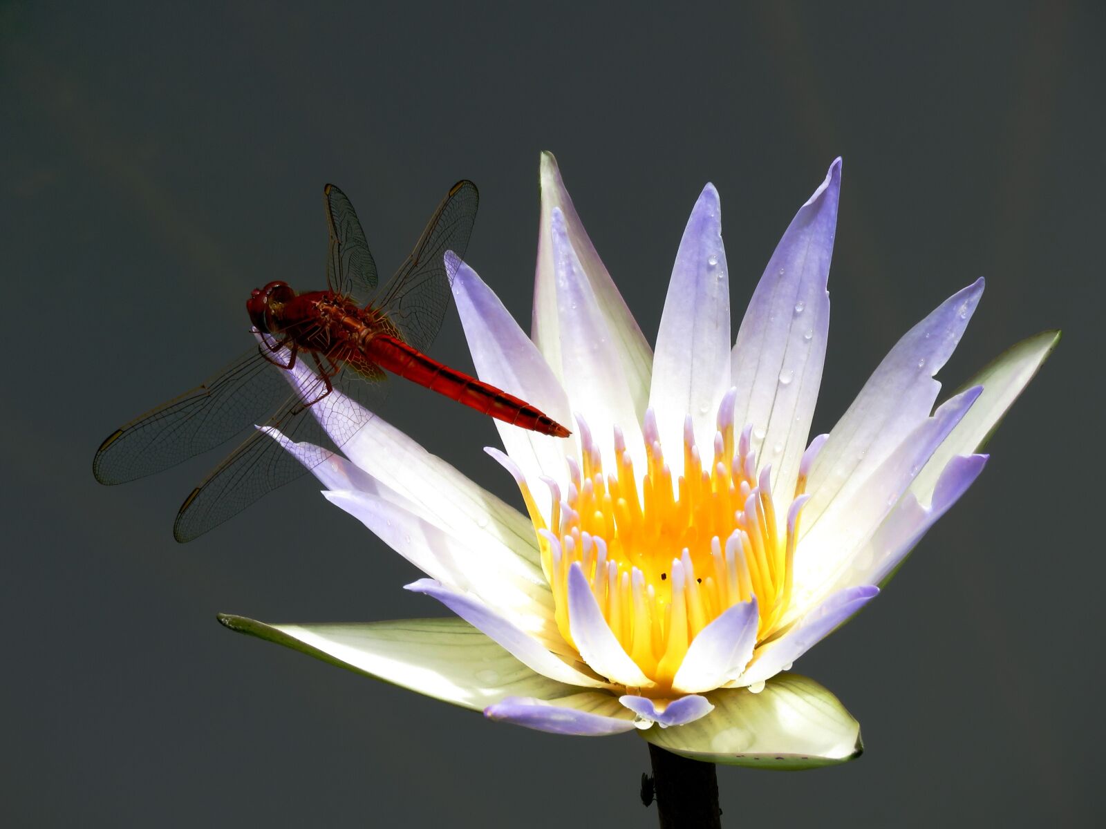Canon PowerShot SX60 HS sample photo. Lily flower, dragon fly photography