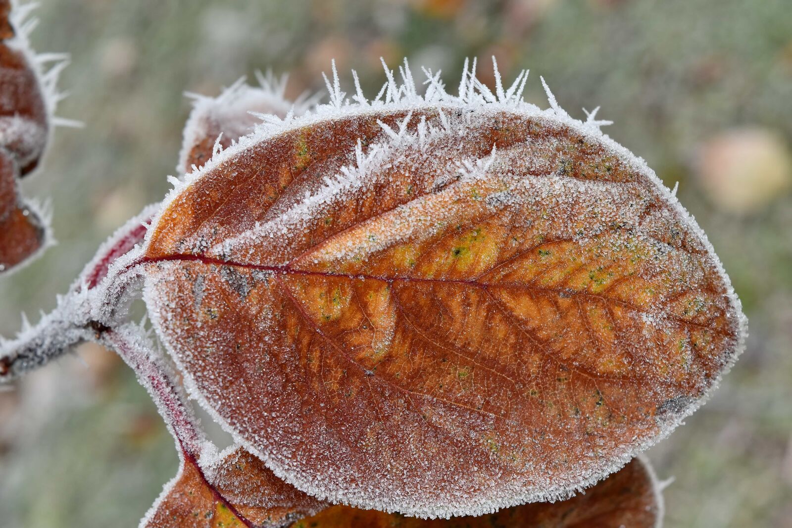 Nikon D5500 sample photo. Cold, frost, frozen, ice photography