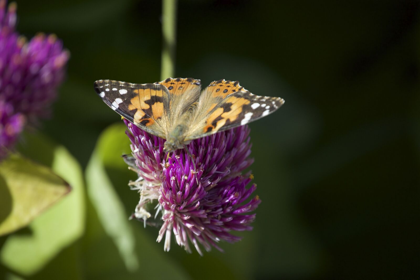 Nikon D5300 sample photo. Painted lady, migration, butterfly photography