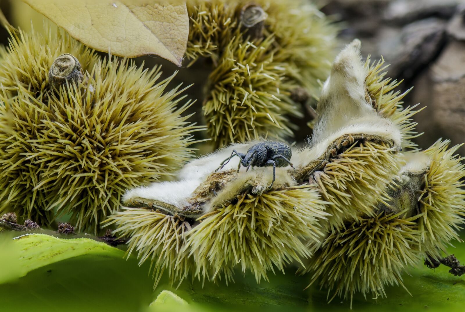 Nikon D7000 sample photo. Autumn, beech nut, nature photography