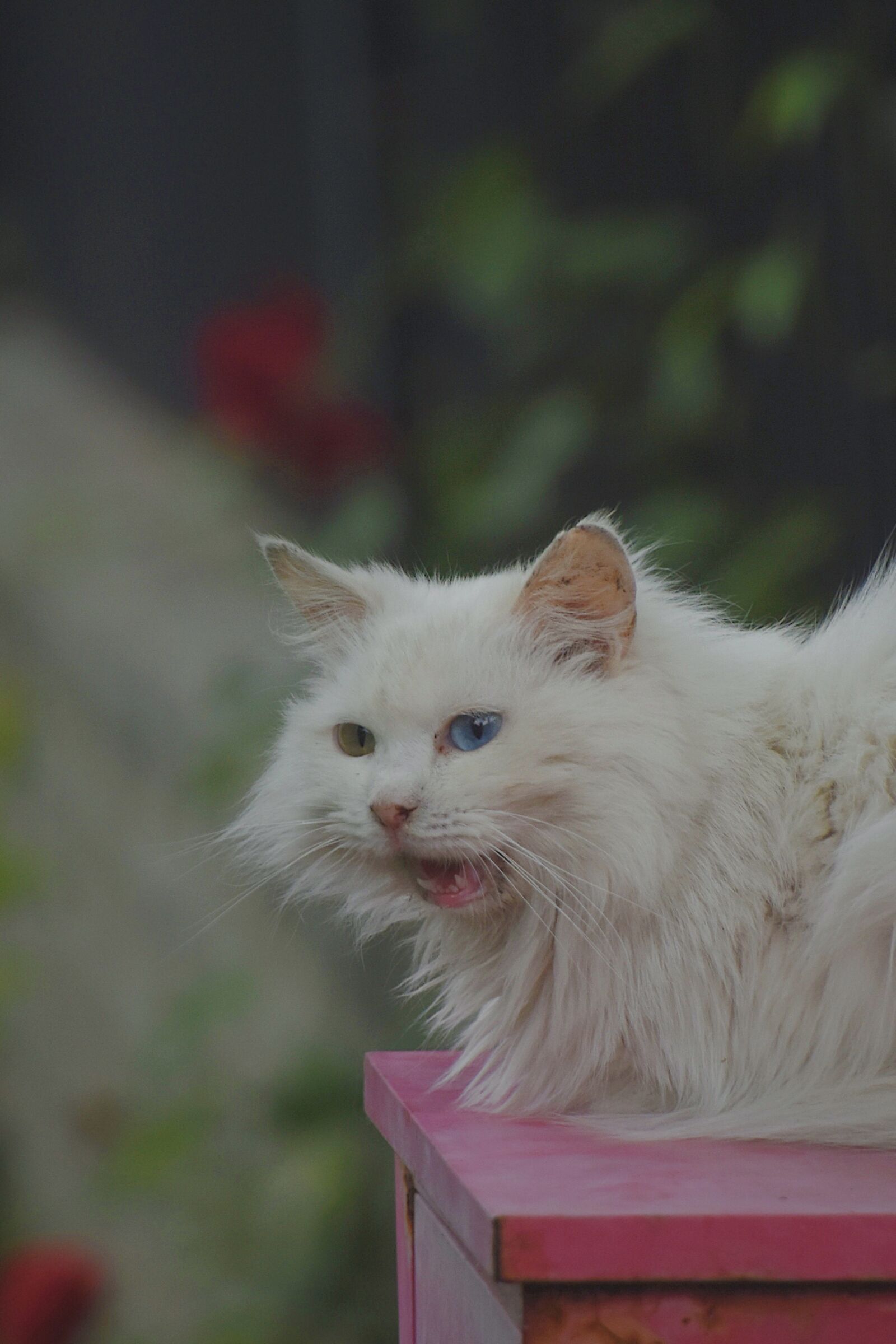 Nikon D7200 sample photo. White cat, laugh, smile photography