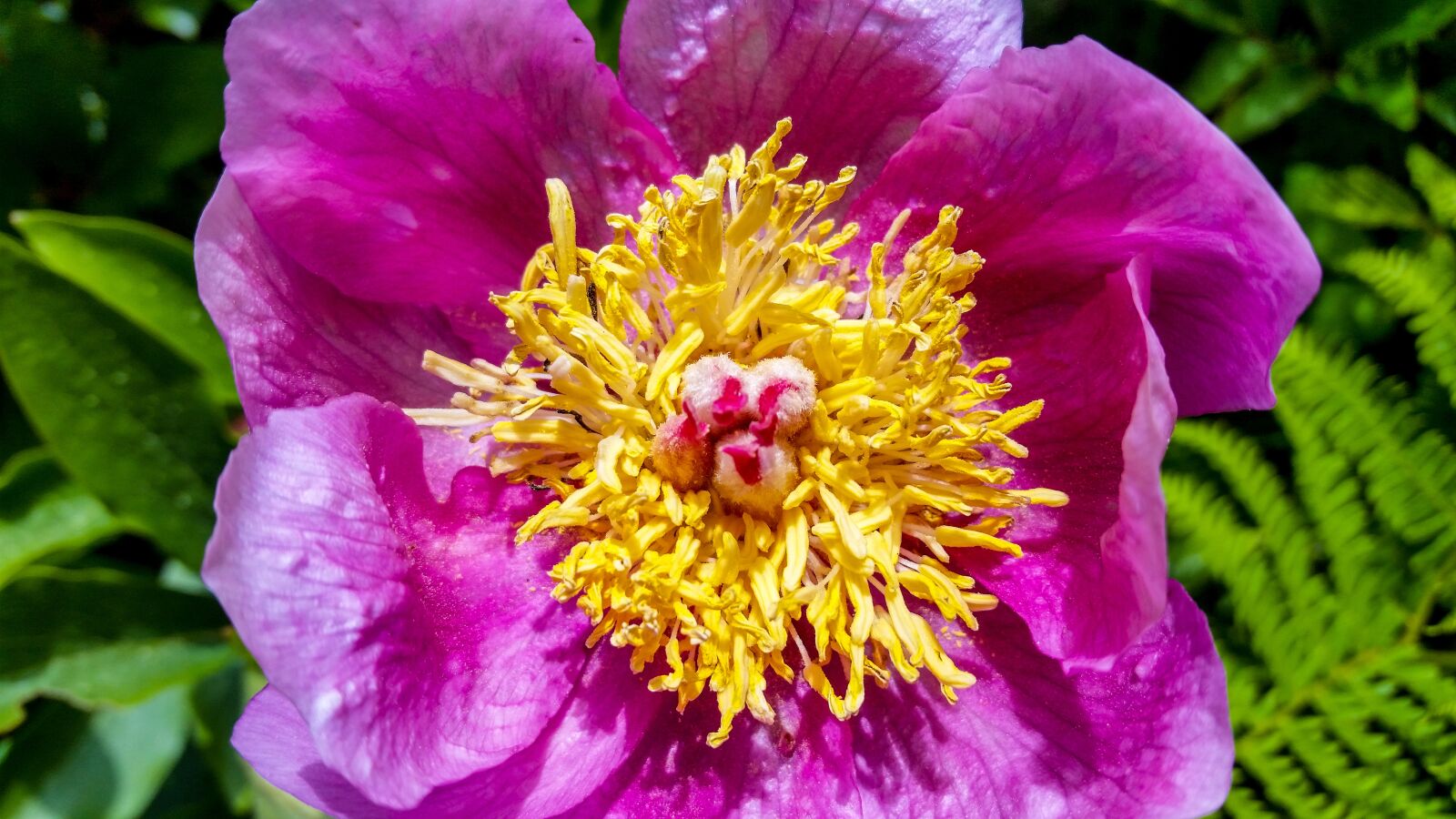 Samsung Galaxy S5 sample photo. Nature, flower, plant photography