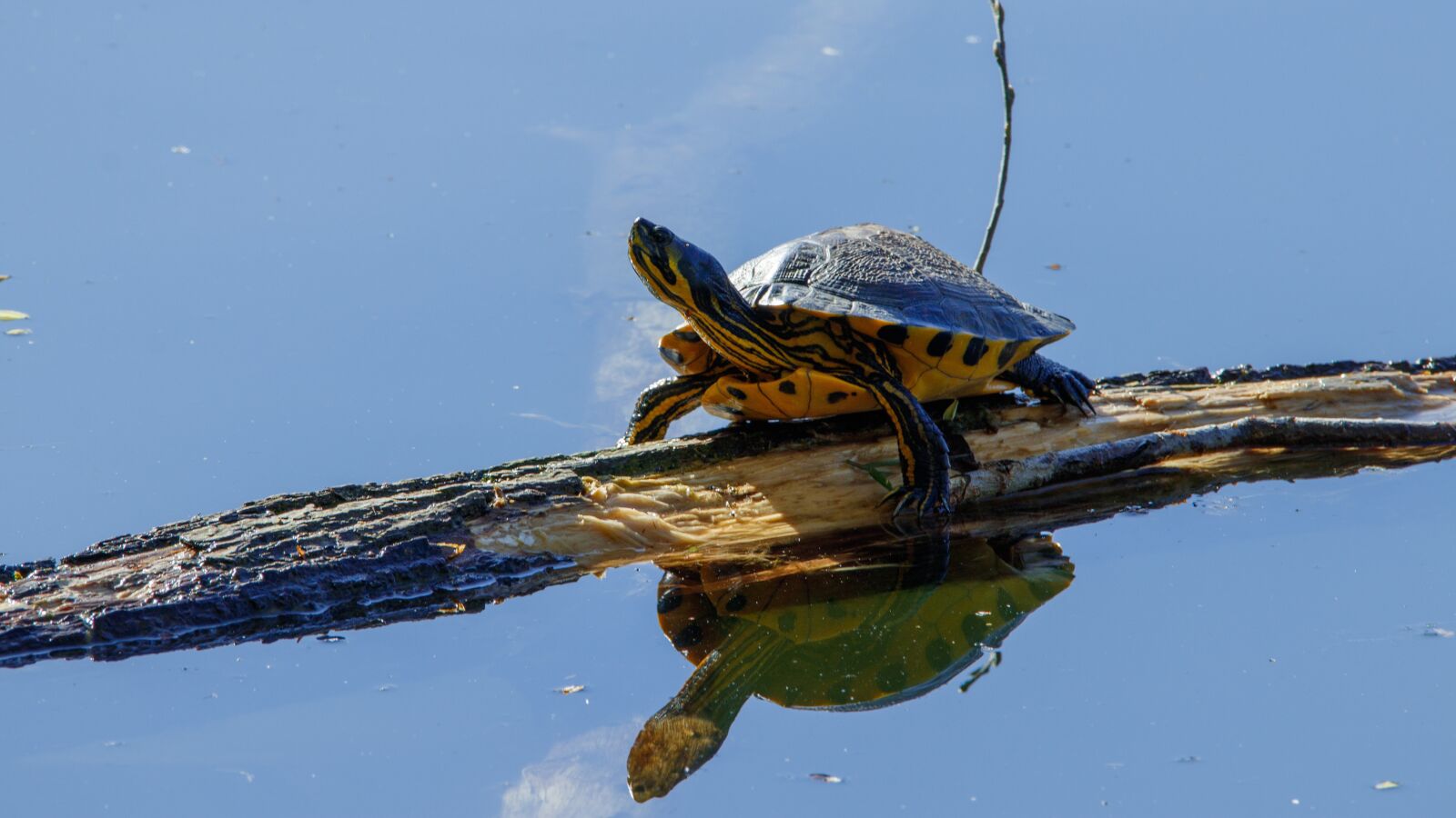 Canon EOS 80D sample photo. Yellow cheek turtle, lake photography