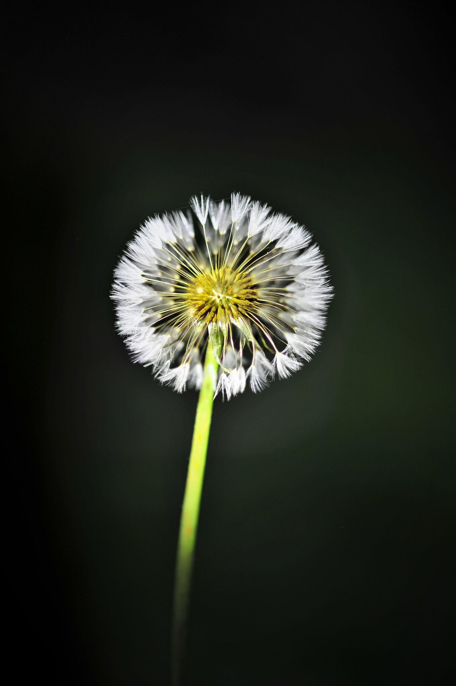 Nikon D3S sample photo. Dandelion, mr hall, flowers photography