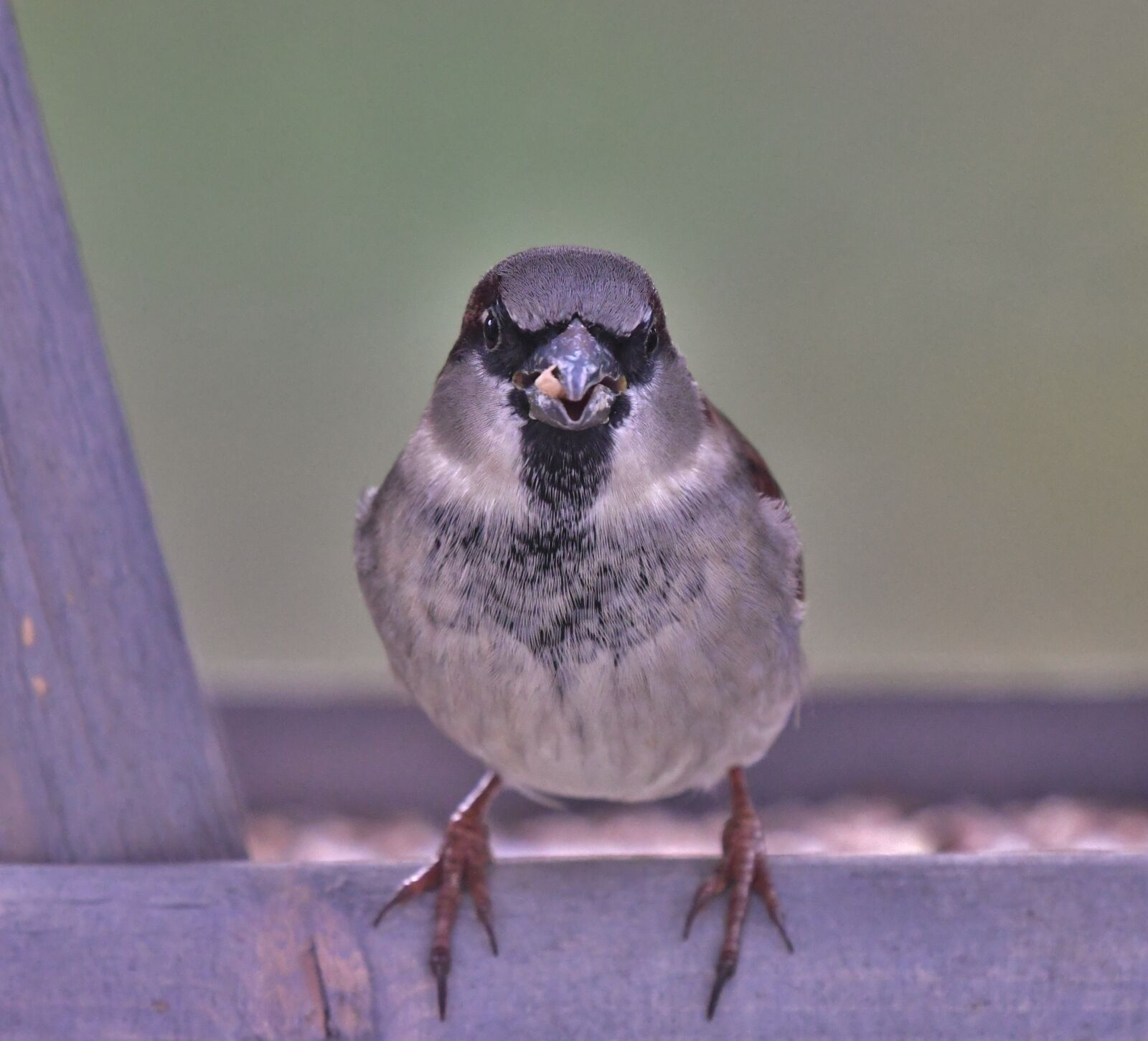 Nikon D500 sample photo. Mus, bird, by photography