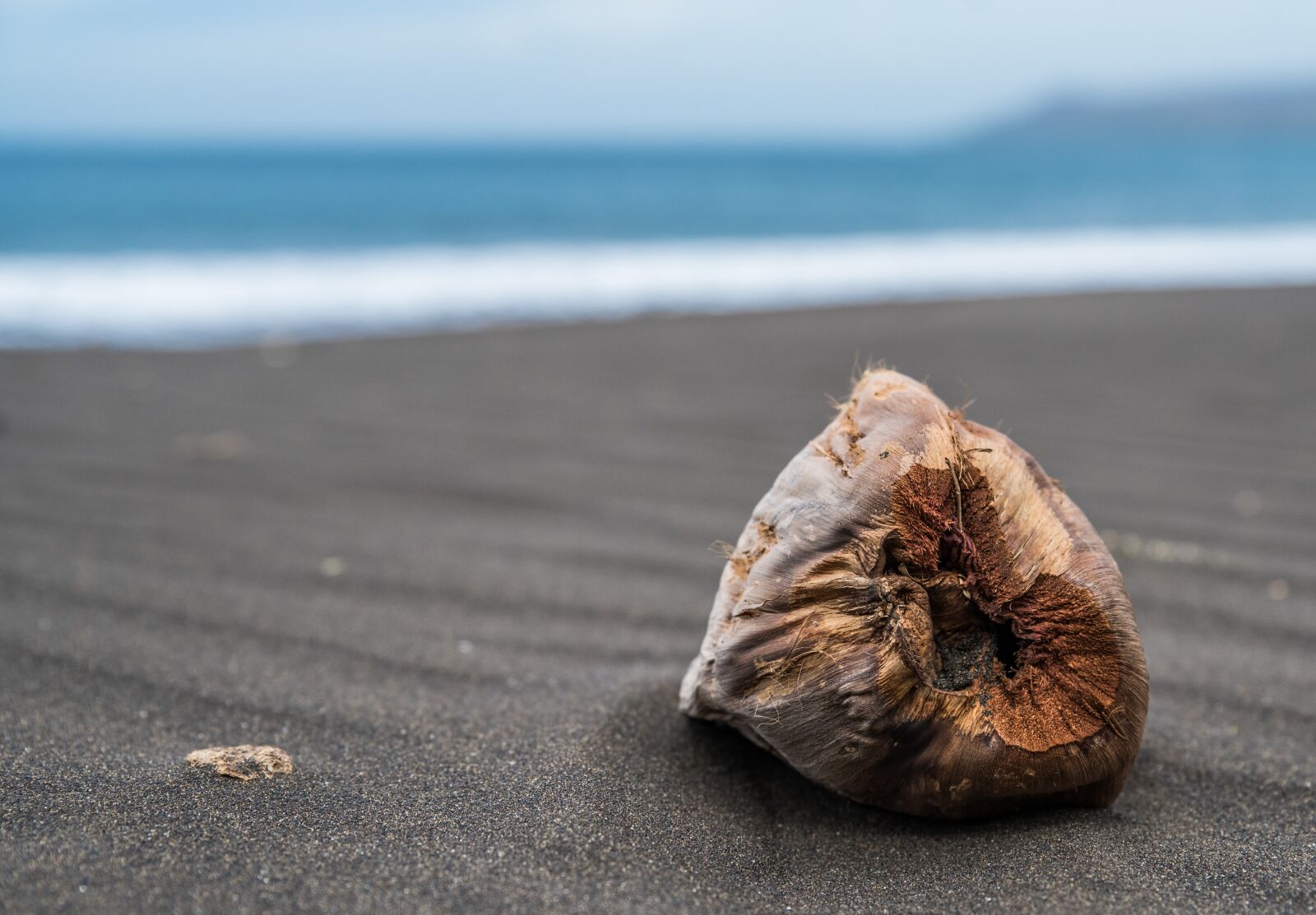 Nikon D750 sample photo. Coconut, beach, sea photography