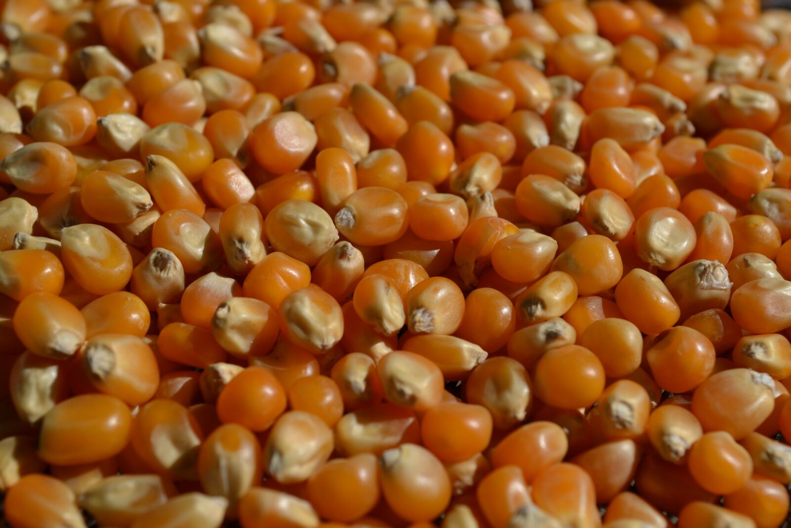 Nikon D3100 sample photo. Popcorn, wheat, cereals photography