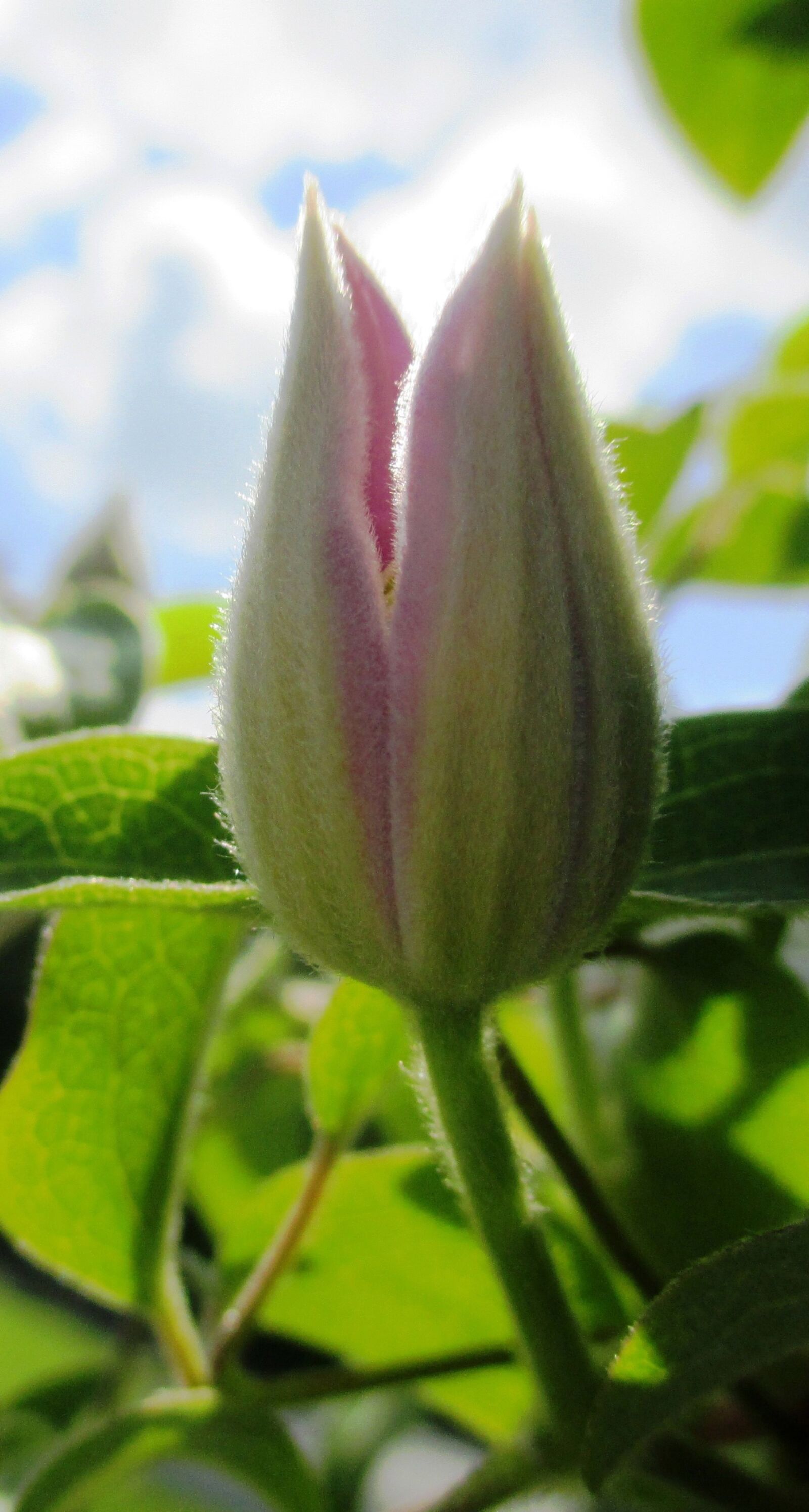 Canon PowerShot ELPH 115 IS (IXUS 132 / IXY 90F) sample photo. Clematis, climber plant, bud photography