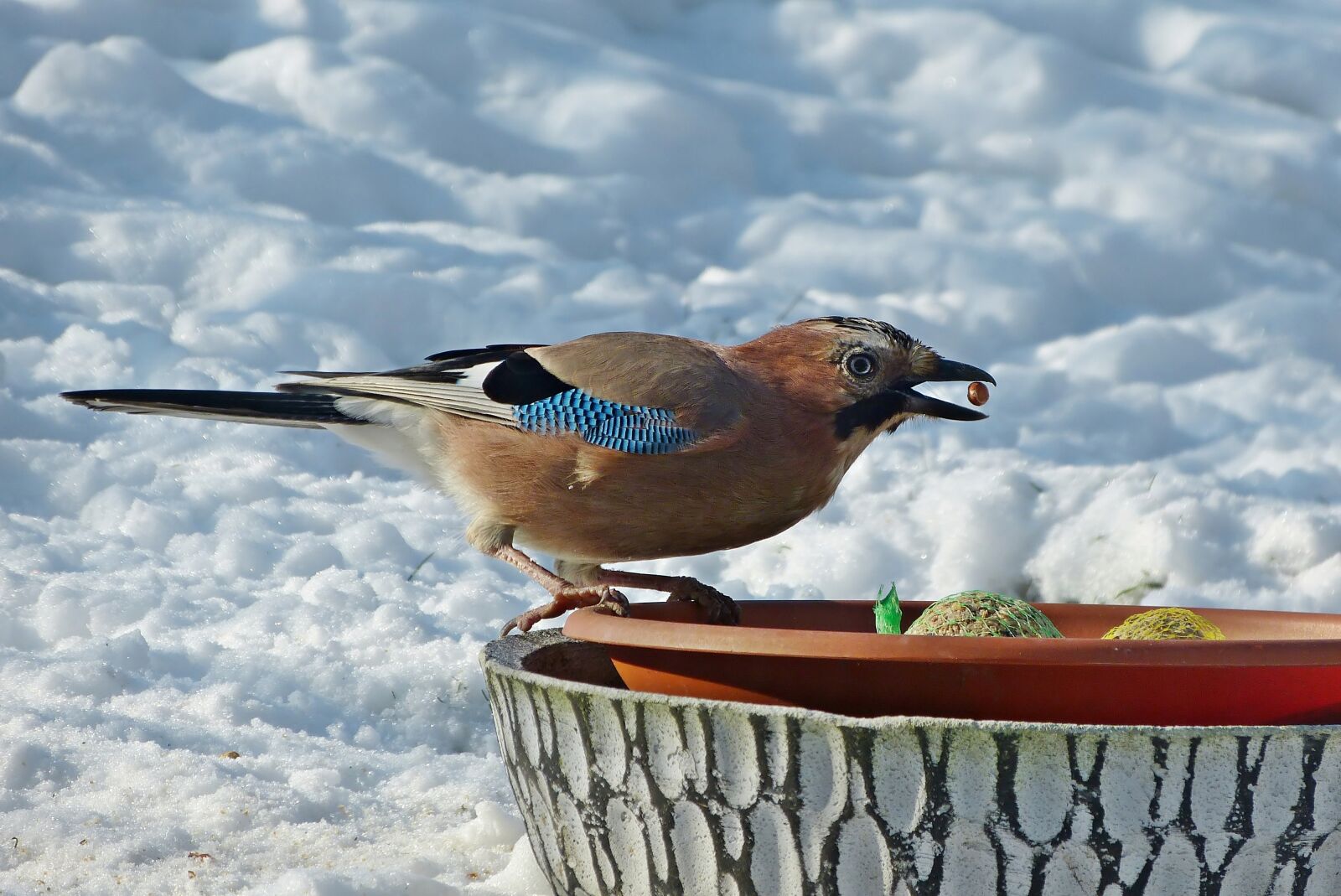 Panasonic Lumix DMC-FZ150 sample photo. Winter, snow, nature photography