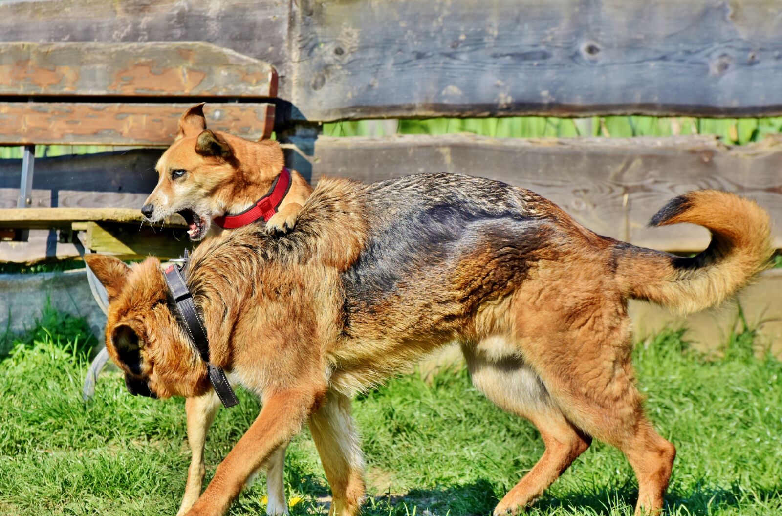 Nikon D7200 sample photo. Sch fer dog, hybrid photography