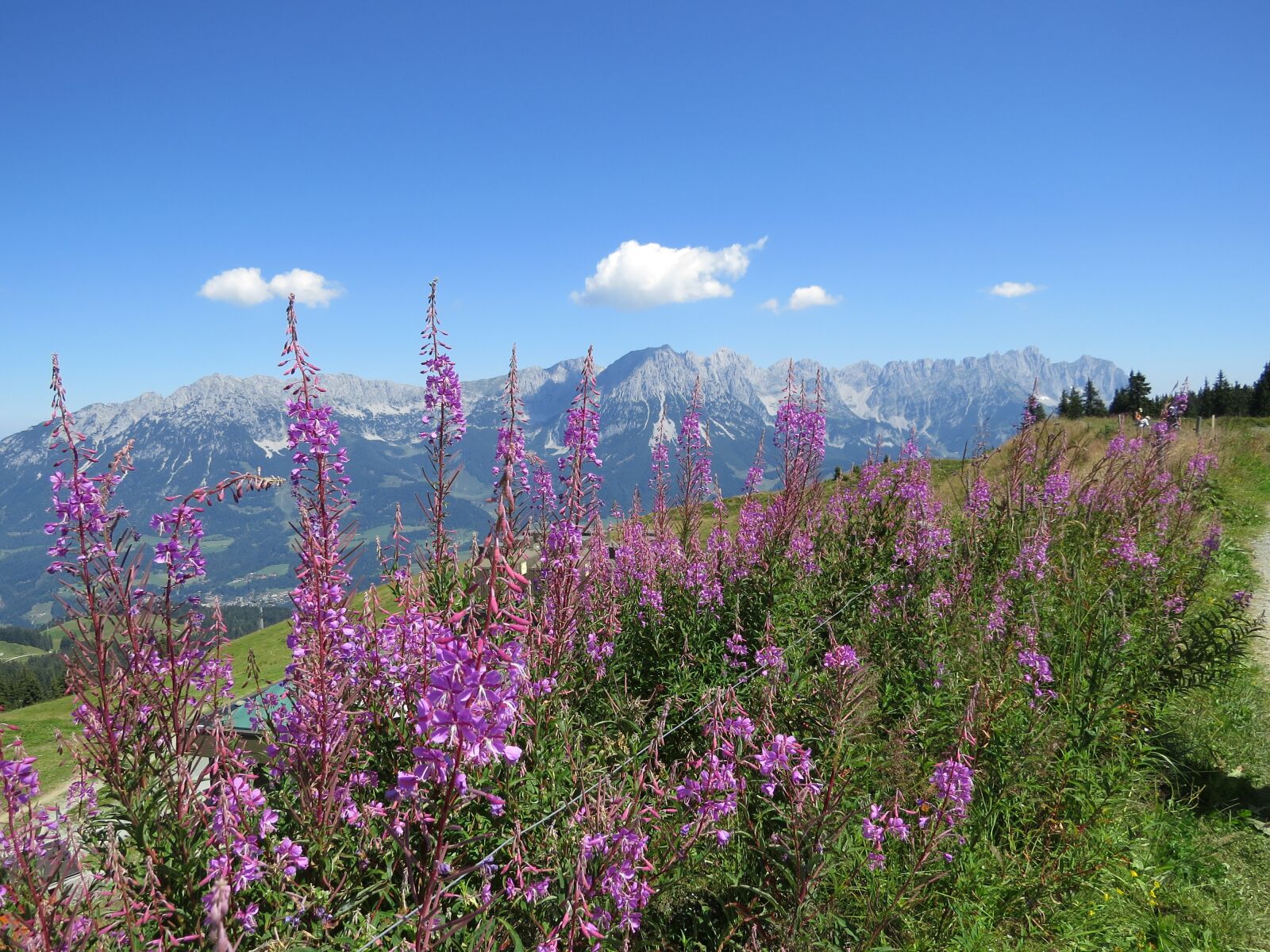Canon PowerShot SX50 HS sample photo. Mountains, austria, flowers photography