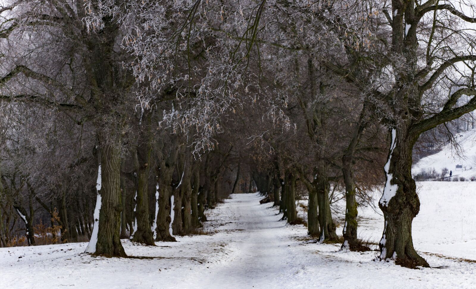 Sony SLT-A77 + Sony DT 16-50mm F2.8 SSM sample photo. Winter, forest, away photography